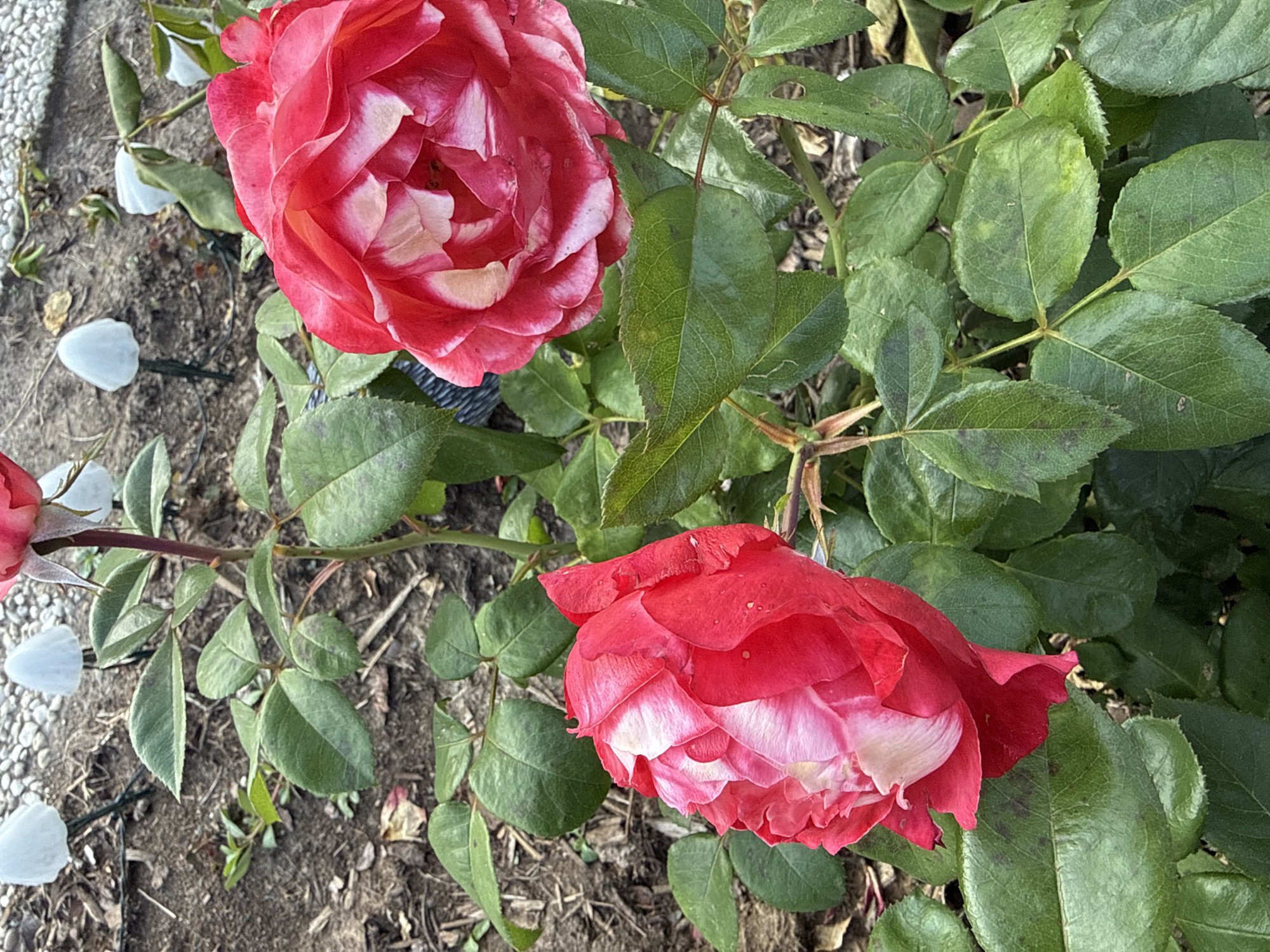 In Ihringshausen, Germany, two blooming roses, one in the foreground and another slightly behind and to the right, are the primary subjects. The roses display a vibrant red color with lighter pink and white accents, showcasing their layered petals. They are surrounded by lush green foliage, with some leaves showing minor imperfections. In the background, a pathway covered in small white pebbles is visible, with several white, mushroom-shaped garden lights partially obscured by the surrounding plants. The ground appears to be a mix of soil and mulch. The overall scene depicts a garden setting.