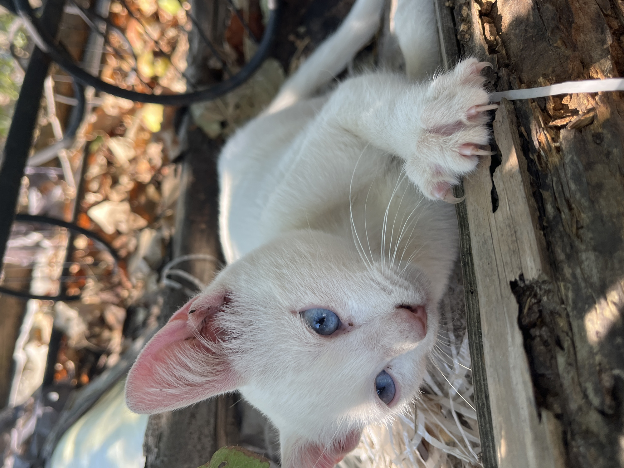 A close-up, eye-level shot captures a white kitten with bright blue eyes lying on rough, weathered wooden planks, likely outdoors. The kitten's fur is pristine white, and its ears are a delicate pink. Its front paw, with visible sharp claws, rests on the wooden surface, its pads a light pink. The background is softly blurred, showing dried leaves and a dark, curved metal object, suggesting an outdoor, possibly natural or slightly unkempt environment. The lighting suggests it is daytime, with sunlight filtering through, casting shadows and highlights. No specific location within Targovishte, Bulgaria, can be identified from the image.