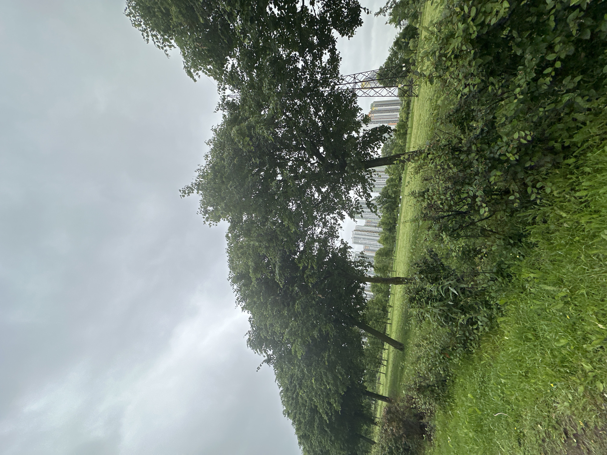 The image depicts an overcast day in a park-like setting with a row of trees in the foreground, their leaves appearing lush and green. Beyond the trees, a grassy field stretches towards a cluster of tall, modern buildings, suggesting an urban environment. A metal lattice tower, likely a power pylon, stands to the right of the frame, partially obscured by foliage. The sky is a uniform grey, indicating cloudy weather. The overall impression is of a semi-urban park, possibly a green space within a residential area of Saint Petersburg, Russia, given the architectural style of the buildings. There are no people or animals visible in the image, and the scene is static.