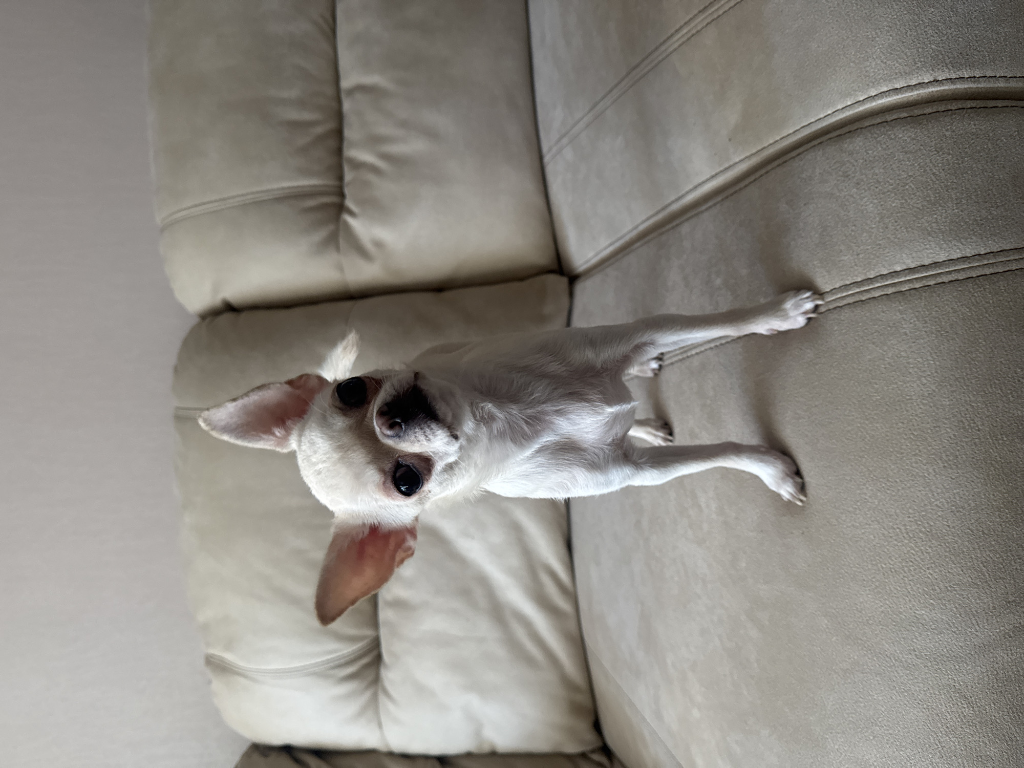 A white Chihuahua dog stands on a beige leather sofa. The dog is facing the camera with its head tilted slightly to the left. It has large ears, dark eyes, and a small black nose. The sofa has a textured surface and appears to be in good condition. The background is a plain wall. The scene is indoors.