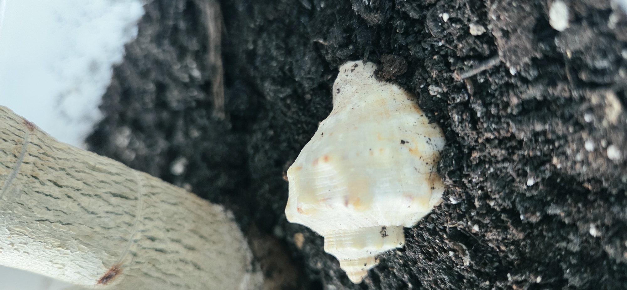 An extreme close-up, high-angle shot features a beige seashell with pinkish-orange markings resting in dark, rich soil. To the left, the rough, textured bark of a light-colored tree trunk is visible. The background is blurred, showing more of the soil and a light-colored surface, possibly a wall or pot. There are no people or animals in the image. The scene is indoors or in a protected outdoor area, given the presence of soil and a potted plant element. The specific location in Lipetsk, Russia, cannot be determined from the visual information provided.