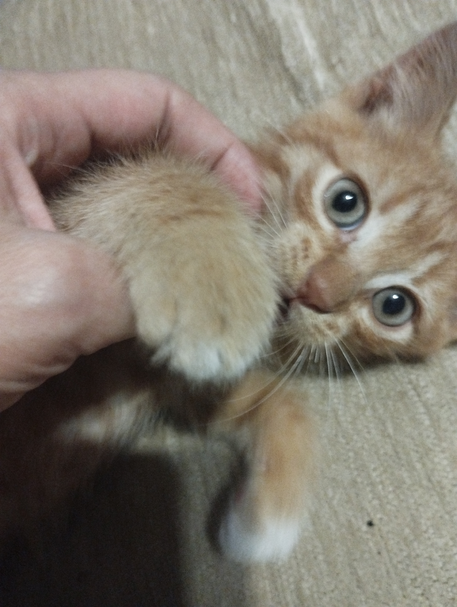 A close-up, slightly blurry, vertical shot captures a ginger kitten being held by a person's hand. The kitten's face is the primary focus, with its large, round eyes looking directly at the camera. The eyes are a light grey-blue color with dark pupils. The kitten has ginger tabby markings on its forehead and around its nose. Its small pink nose is visible, as are its white whiskers, which are fanned out. The kitten's paws are also visible; one paw is being held by the person's fingers, and the other is tucked in towards its face, with the white tips of its fur showing. The person's hand, which is lightly holding the kitten, is also in the frame, its skin tone is light. The background is a textured surface, likely a blanket or upholstery, in a neutral beige color. The lighting appears to be indoor, casting soft shadows. The overall impression is one of an intimate moment between a person and a young cat. No text is visible in the image. The location context of Voroshylivka, Ukraine, does not provide any specific visual cues within the image itself.