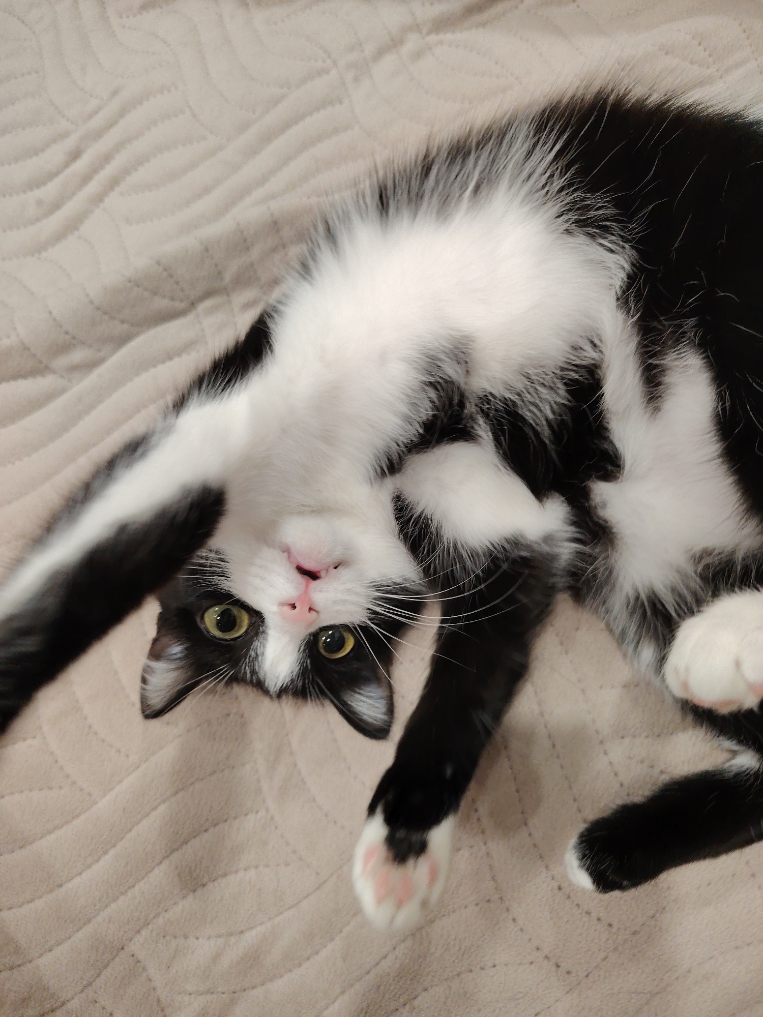 A black and white cat is lying on a tan-colored quilted surface. The cat is upside down with its head facing the camera. It has yellow eyes and a pink nose. The cat's front paws are extended, and its belly fur is white and fluffy. The location is Unknown, Unknown.