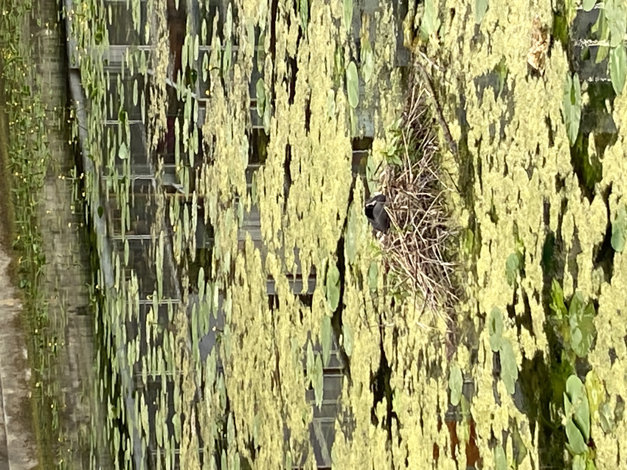 The photograph depicts a natural scene juxtaposed against an urban backdrop, likely taken in London, United Kingdom. In the foreground, a dense layer of aquatic vegetation, possibly duckweed or a similar plant, covers the surface of a body of water. Interspersed within this layer are lily pads with rounded green leaves. To the right, a bird's nest constructed of twigs and branches is visible, with a dark-colored bird sitting inside. In the background, a building with multiple glass windows is partially obscured by the vegetation. The architecture of the building is modern, suggesting a greenhouse or conservatory structure. A stone pathway is visible on the left. The overall lighting is bright and natural, indicating a daytime setting. The scene is characterized by a mix of natural elements and human-made structures, typical of urban green spaces.