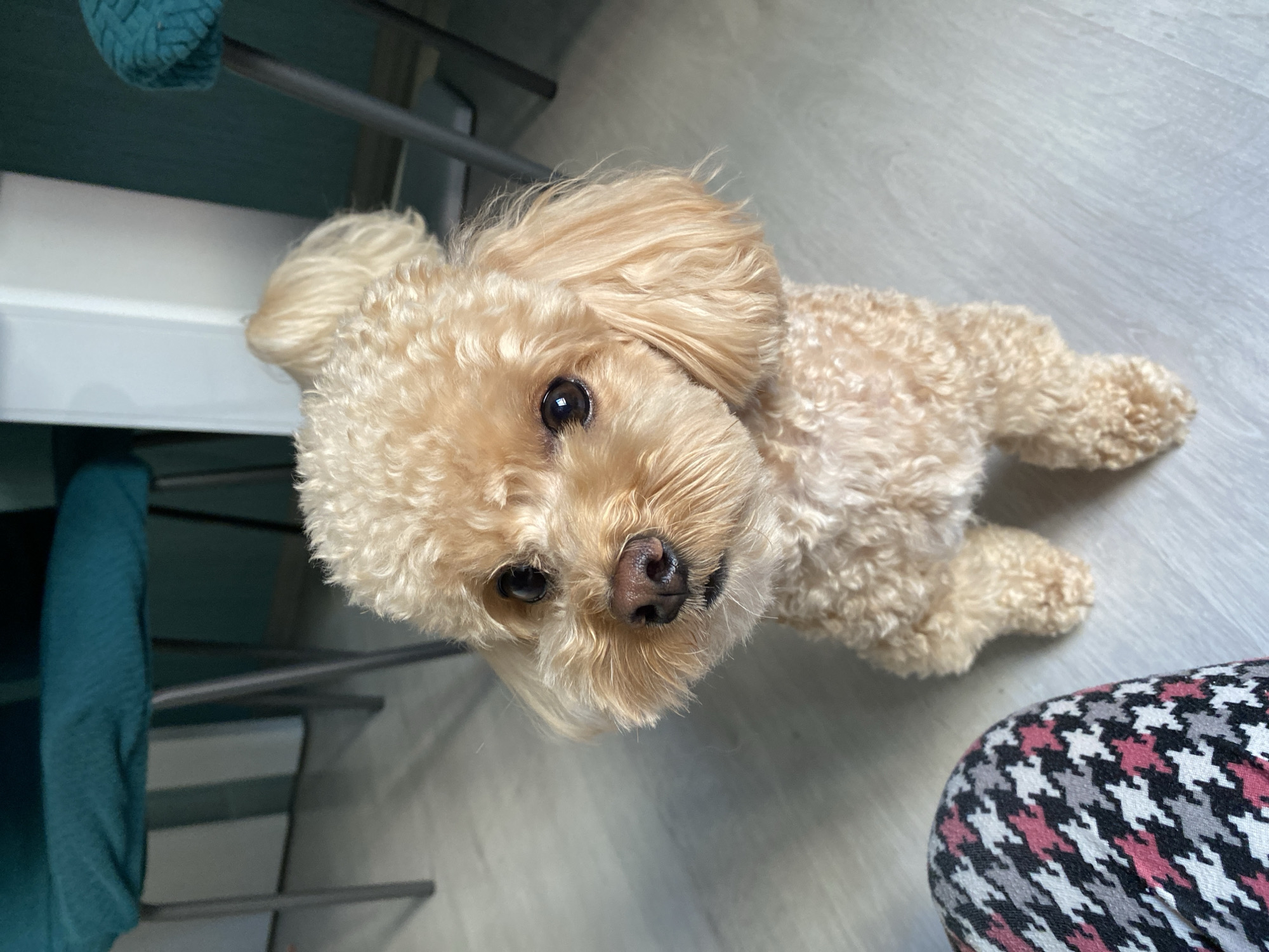 In an indoor setting in Saint Petersburg, Russia, a light brown poodle is the sole subject of the image. The dog is lying on a light-colored floor with a wood-grain pattern, viewed from a high angle looking down at its face. Its eyes are dark and appear to be looking towards the camera. The dog's fur is curly and fluffy. In the background, partially visible, are elements of furniture including what appears to be a chair with teal fabric and metal legs, and possibly shelves with white and teal surfaces. A portion of patterned fabric, with a houndstooth design in pink, white, and black, is visible in the lower right corner, suggesting a person is nearby or sitting in the frame. The lighting suggests it is daytime, possibly a bright day, as the light is well-distributed. There is no visible text in the image.