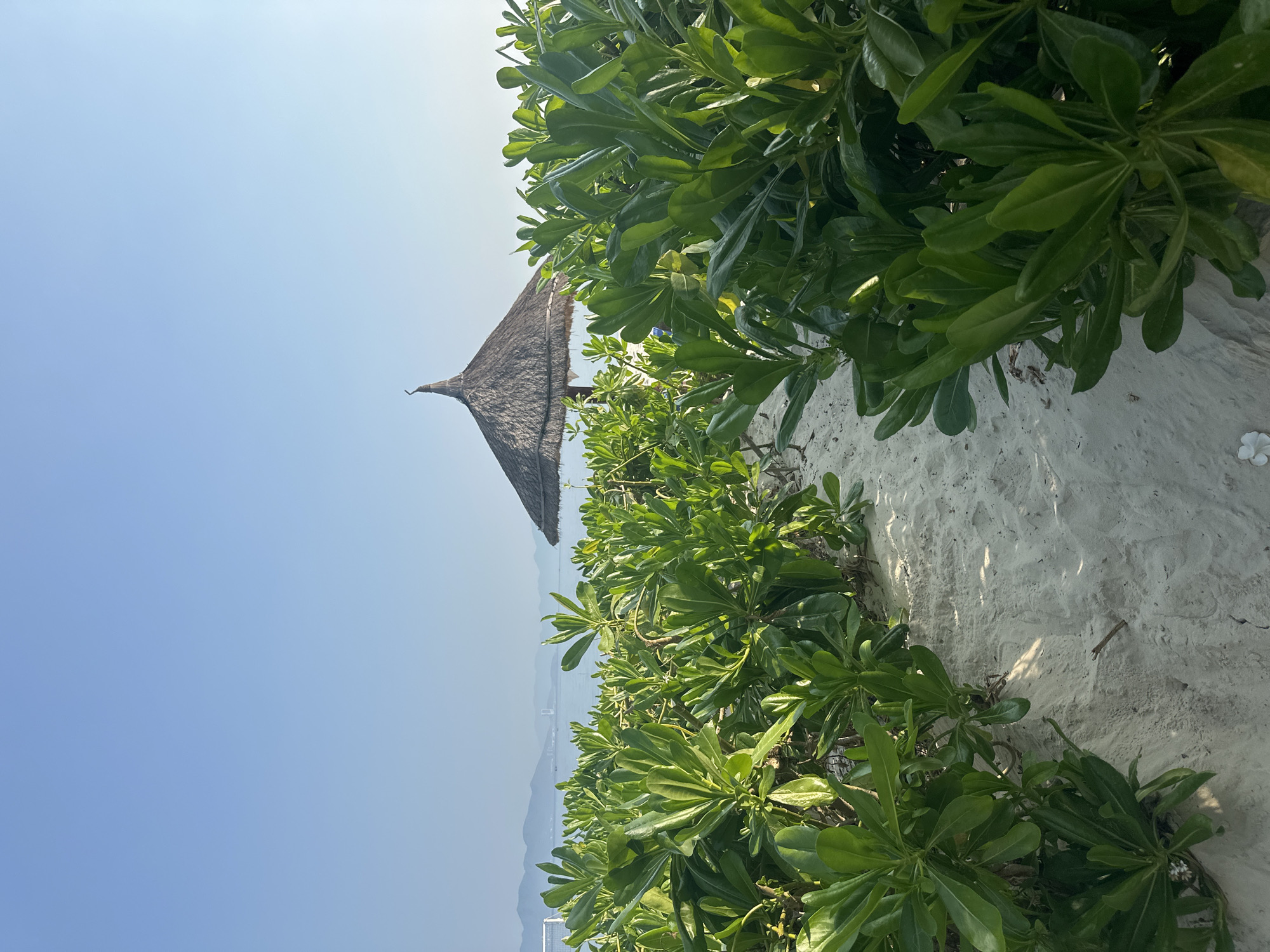 The image displays a serene coastal landscape captured in bright daylight. The scene is dominated by a clear, expansive blue sky that occupies the upper left portion of the frame. Below this, a line of lush green plants with broad, dark leaves extends from the right foreground towards the distant horizon, bordering a strip of light-colored sand.
In the mid-ground on the left, a traditional thatched umbrella or a small hut roof, crafted from natural straw or dried palm fronds, stands out against the sky. Its pointed apex is clearly visible. Further in the distance, faint outlines of mountains or hills can be seen beneath the horizon, suggesting a coastal area with geographical features.
The light indicates it is daytime, likely a sunny morning or afternoon, with no clouds visible. The sand appears clean and undisturbed, and the foliage is dense and healthy. The overall atmosphere conveyed is one of tranquility and natural beauty, characteristic of a tropical or subtropical beach environment. No people are visible, and there is no discernible activity taking place. There is no visible text within the image.