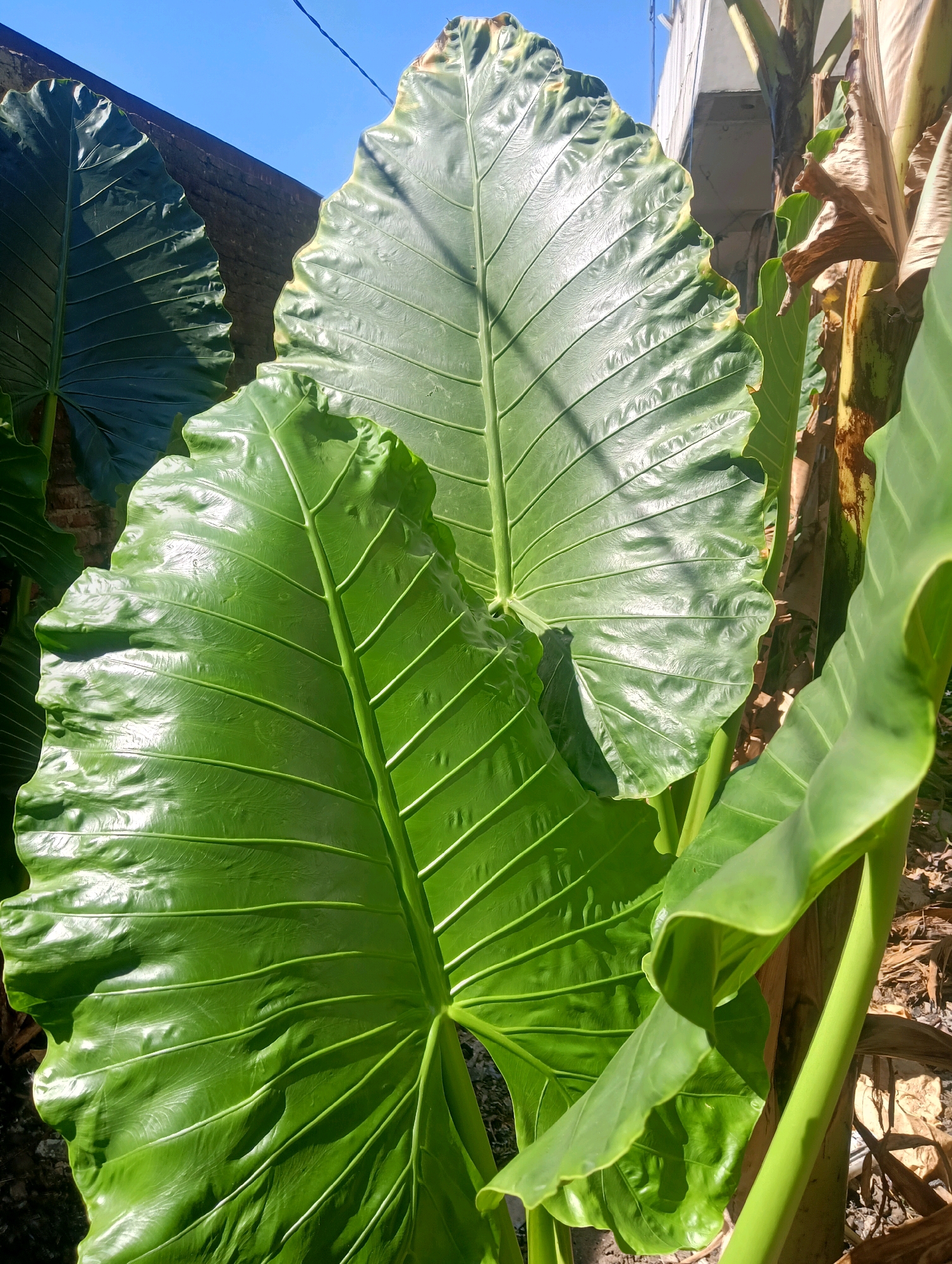 A close-up shot of large, glossy green elephant ear leaves dominates the frame, set against a clear blue sky. The leaves are vibrantly colored with visible veins and slight yellowing at the edges of the upper right leaf. Behind the leaves, a rough, brick wall is partially visible on the left, while on the right, the thick, fibrous stalks of the elephant ear plant are apparent, along with some dry, brown leaves. In the background, a white building with dark window frames can be seen. The overall scene suggests an outdoor setting, possibly a garden or yard, in the city of Sokaraja, Indonesia. There are no people or animals present in the image, and no discernible actions or interactions are taking place. The sunlight casts shadows on the leaves, highlighting their textured surfaces.