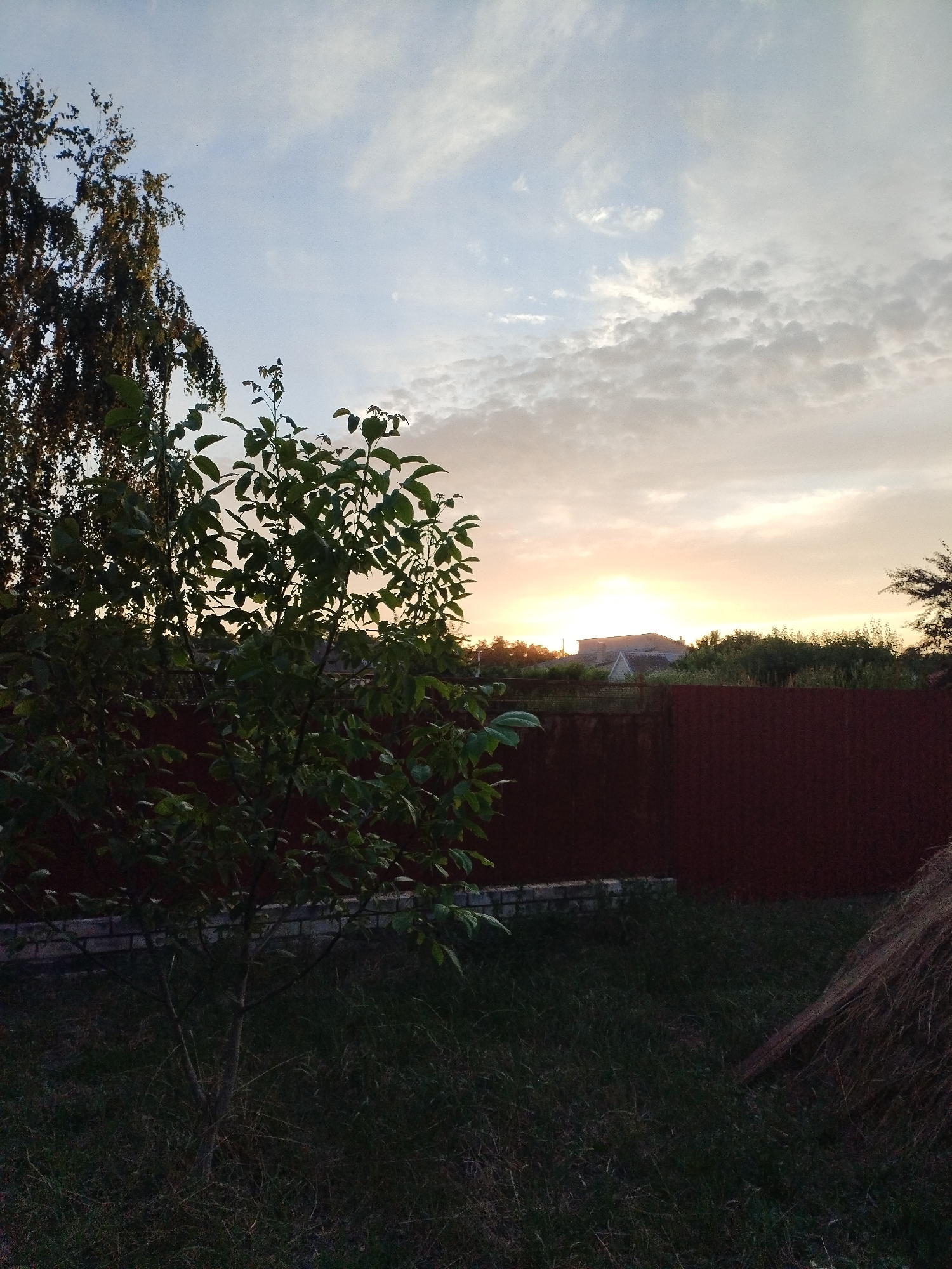 The image depicts a rural scene at dusk, likely in Vinogradny, Russia. In the foreground, a small, leafy tree stands amidst overgrown grass. Behind it, a dark red, corrugated metal fence stretches across the midground, with a brick foundation visible at its base in some sections. Beyond the fence, silhouetted trees and the roofs of houses are visible against the setting sun. The sky is a blend of pale blue and orange hues, with wispy clouds and the sun low on the horizon, indicating the time of day is sunset. The overall mood is peaceful and serene. There is no visible text in the image.