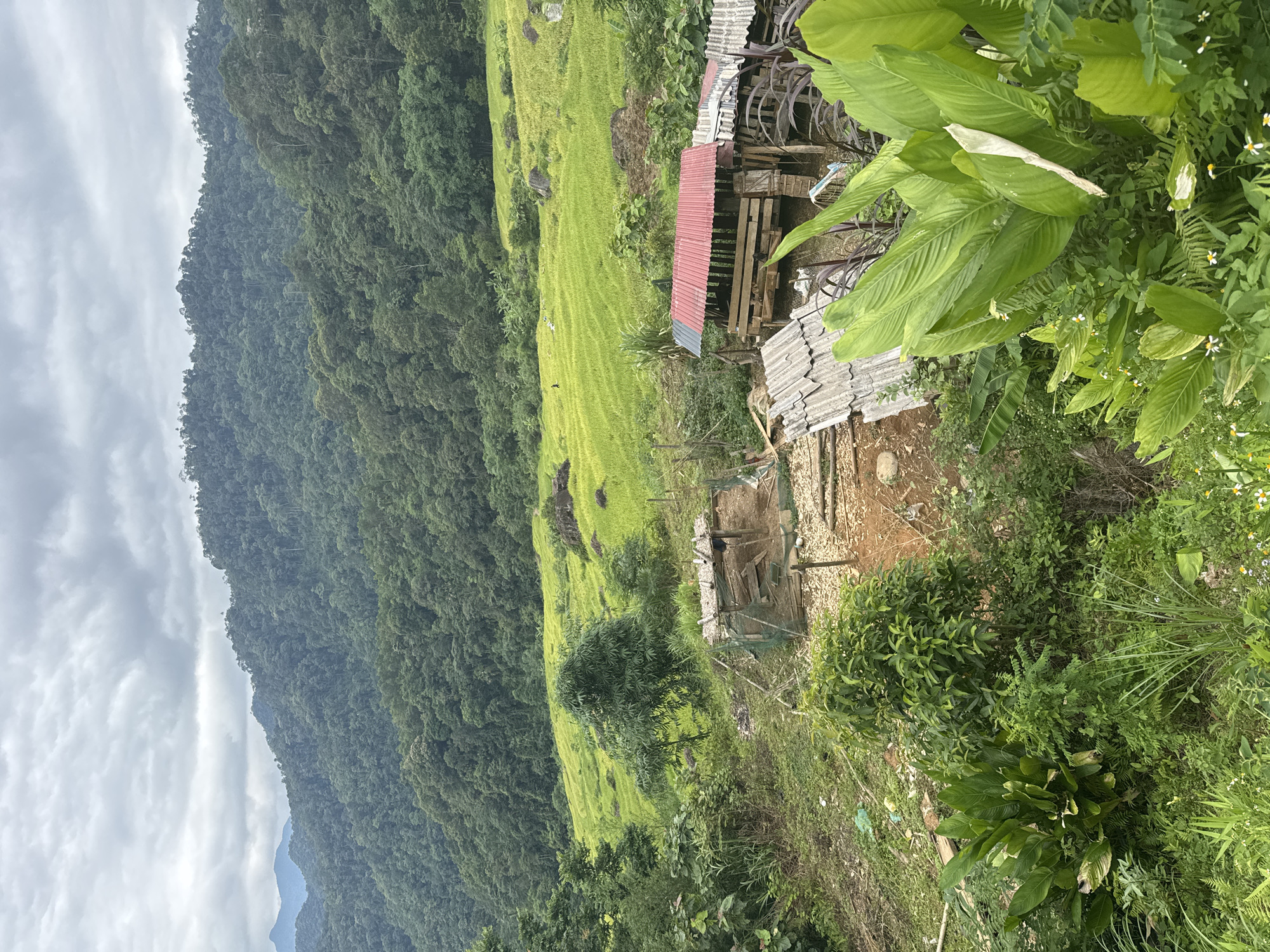 The image depicts a rural landscape in Pù Luông Commune, Vietnam, characterized by lush greenery and mountainous terrain. In the foreground, there are various plants, including large-leafed tropical plants and smaller wildflowers. Several rustic structures, likely animal shelters or storage sheds, are visible, constructed from wood and corrugated metal roofing. Some of these structures appear weathered and in disrepair.
Further back, the scene opens up to vibrant green terraced rice fields cascading down the hillside. In the distance, steep, densely forested mountains rise, their slopes covered in a thick canopy of trees. The sky is overcast with heavy, gray clouds. A few indistinct figures are present in the rice fields, suggesting human activity in the agricultural landscape. The overall impression is one of a serene, natural environment shaped by traditional farming practices.