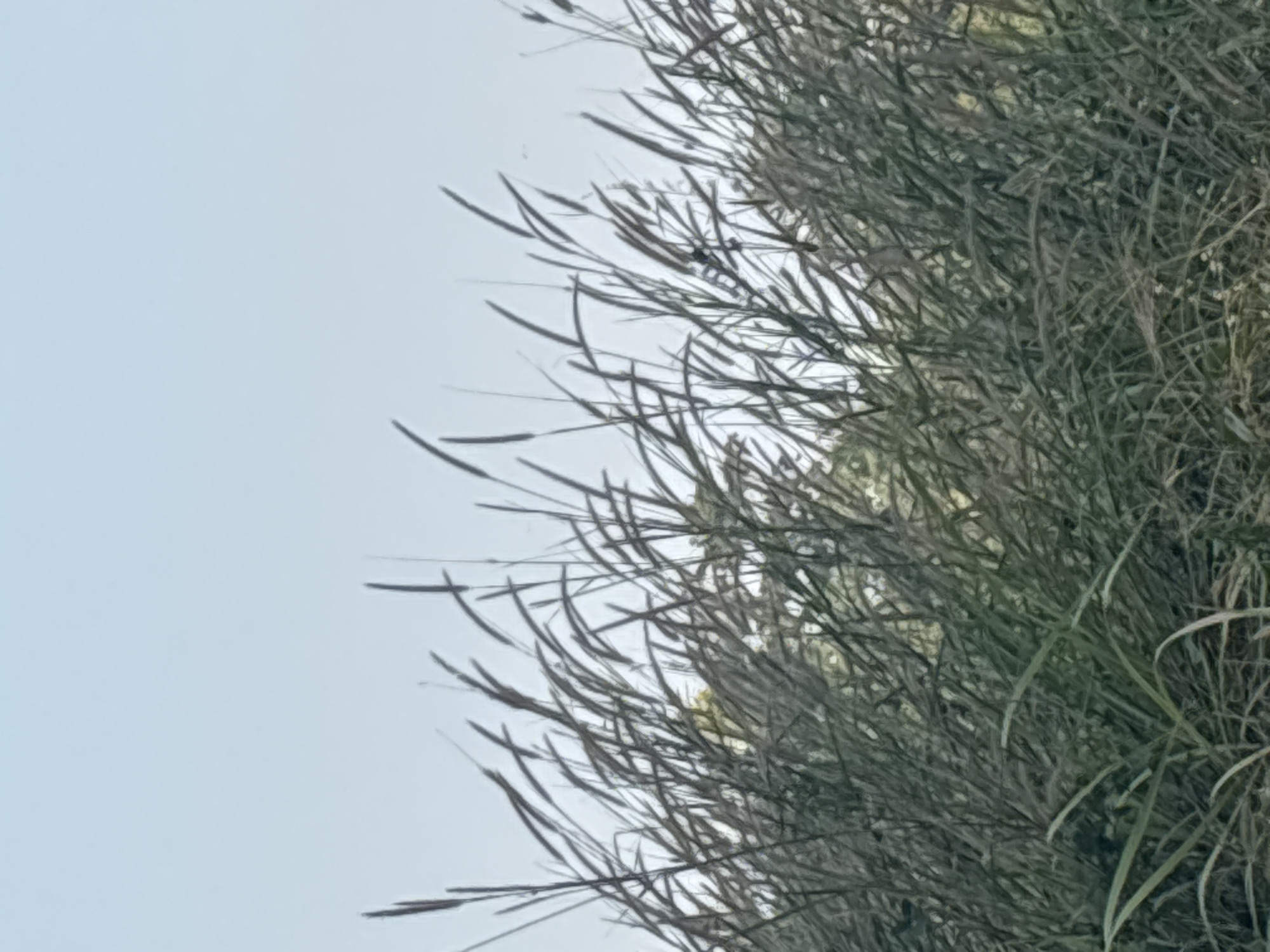 The image shows a close-up view of tall grass with feathery seed heads against a light blue sky. The grass is dense and appears to be in a natural setting, likely outdoors. There are no visible people or man-made structures in the frame. The image does not contain any information that would indicate its location in the city of Telagamurni, Indonesia.