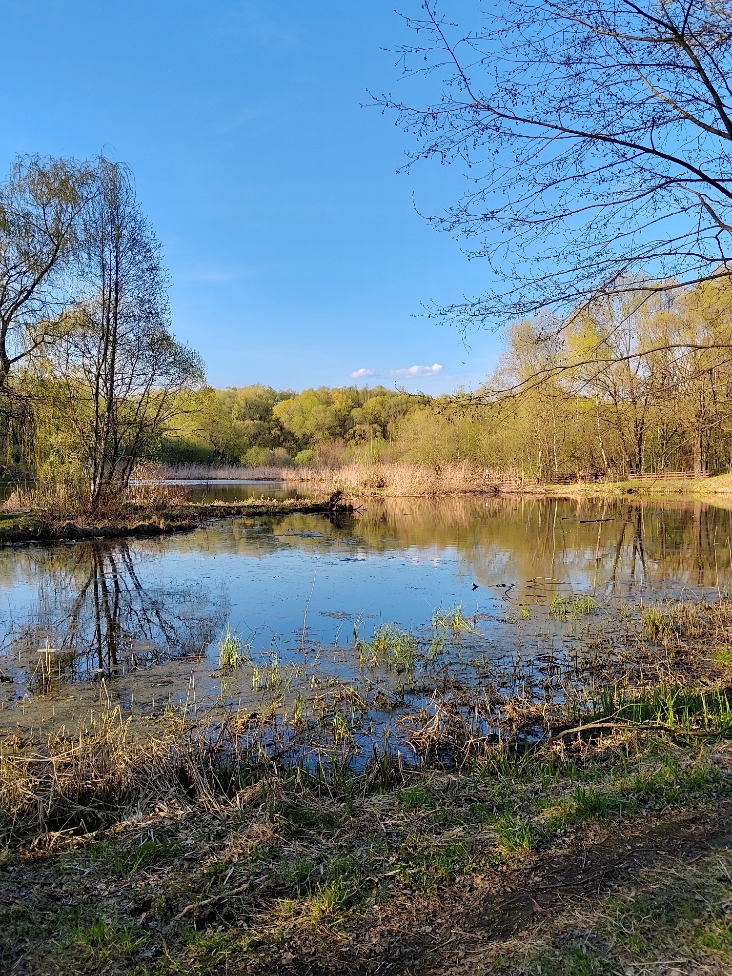 The image shows a pond or small lake surrounded by trees and vegetation. It is located in a park in Moscow, Russia. The trees are a mix of deciduous trees with newly emerging leaves and some bare branches. Reeds and grasses grow along the water's edge. The water reflects the sky and trees, creating a mirror-like effect. The foreground features grass, dry leaves, and mud, suggesting a natural and somewhat overgrown environment. There is a clear blue sky above. There are no people or animals visible in the image. The scene is tranquil and depicts a typical spring landscape in Moscow.