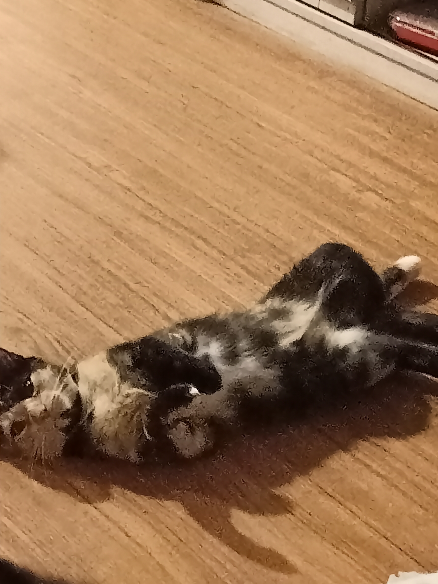 A calico cat is lying on its back on a wooden floor. The cat is mostly black and white with patches of tan and gray. Its eyes are open, and its paws are raised in the air. The floor is made of light-colored wood planks. In the background, a white baseboard runs along the wall, and beyond that, a dark object with a red strip is visible, possibly a piece of furniture or an appliance. The lighting is dim, creating a shadow of the cat on the floor. The image appears to be taken indoors. There is no information available about the specific location in Amarillo, United States of America.