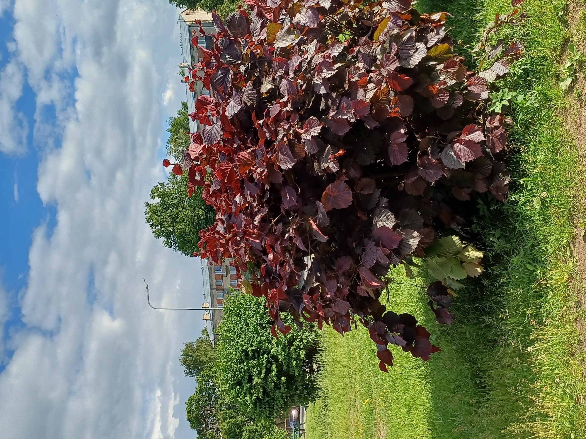 The media file shows an outdoor scene with a focus on a bush with dark red leaves. The bush is in the foreground, taking up a significant portion of the frame, and its leaves are a rich, deep red color, with some hints of green and brown mixed in. The bush is dense and appears to be healthy, with its branches reaching outwards.
Behind the bush, a well-maintained green lawn stretches out. The grass is neatly cut, and there are small yellow flowers scattered throughout in some areas. To the left of the lawn and bush, there is a sidewalk or pathway with a thin strip of dirt next to it.
Further in the background, there are several trees with lush green foliage. Beyond the trees, a multi-story building with a light-colored facade and several windows can be seen. A street lamp with a curved arm is also visible, adding a touch of urban infrastructure to the scene.
The sky is partly cloudy, with large, fluffy white clouds against a clear blue sky. The lighting suggests it is daytime, likely late morning or early afternoon, with the sun casting shadows and illuminating the scene. The overall impression is one of a pleasant, sunny day in a park or residential area.
There are no people or specific activities clearly depicted in the image, making it a static view of a natural and urban environment. The location context of Riga, Latvia, doesn't offer any immediately discernible visual cues within the image itself, but the presence of a street lamp and a building suggests a developed area. No visible text is present in the media file.