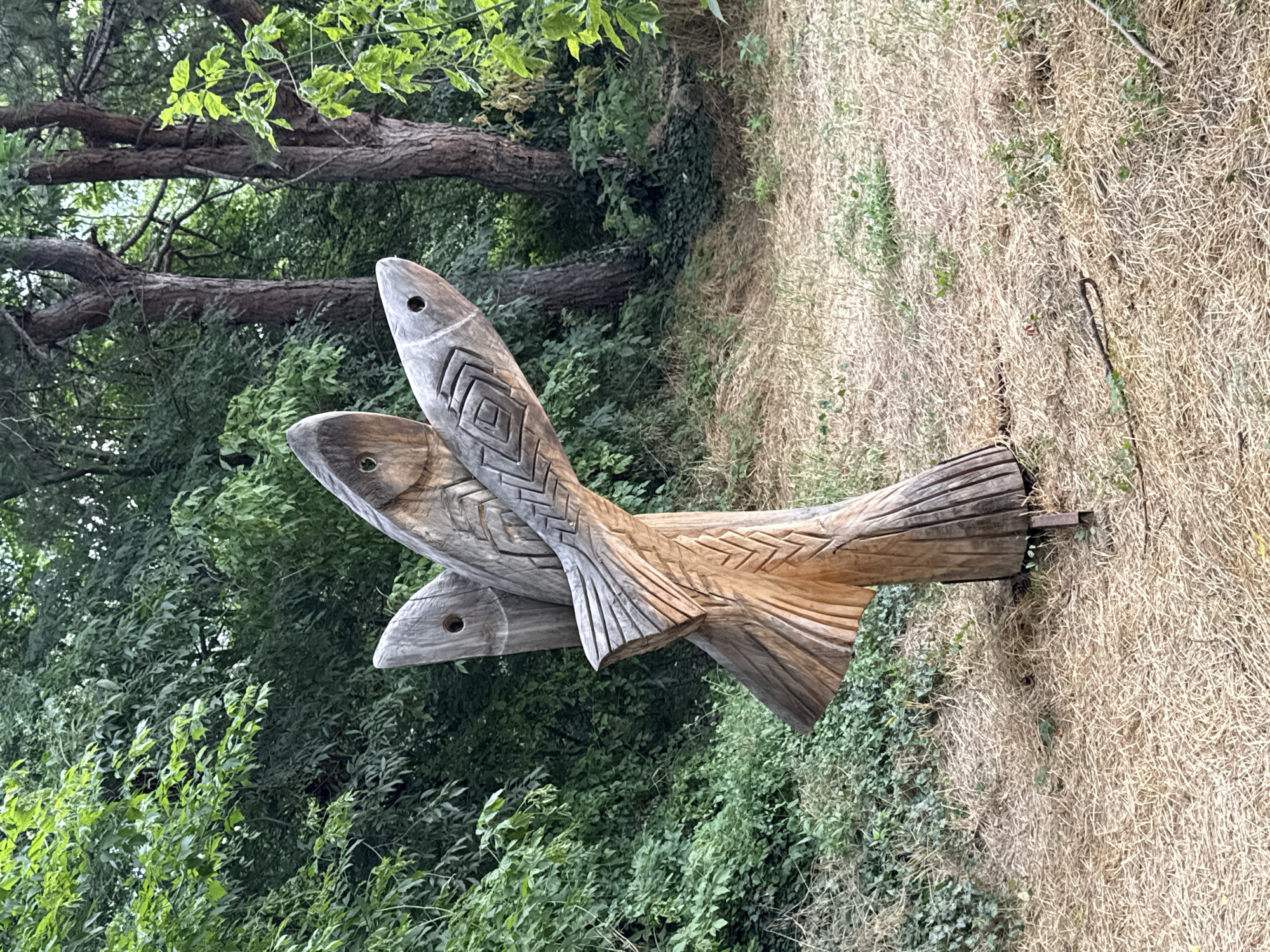 This image showcases a wooden sculpture of three fish, intricately carved with patterns resembling scales and fins. The sculpture is positioned outdoors, set against a backdrop of lush green foliage and dry, straw-like grass. The fish are angled upwards, appearing to swim in unison. The lighting suggests it is daytime, with natural sunlight illuminating the scene. The setting appears to be a natural environment, possibly a park or a garden area, given the presence of trees and dense vegetation. There are no people or visible text in the image. The overall mood is serene and natural, highlighting the craftsmanship of the wooden art against the organic surroundings. The location context of Stara Zagora, Bulgaria, places this artwork within a specific geographical setting, though no direct visual cues from the image itself pinpoint this location definitively. The sculpture's weathered appearance suggests it has been exposed to the elements over time.