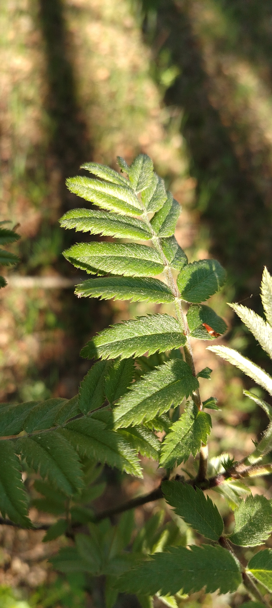 The image shows a close-up view of green rowan leaves with serrated edges. Sunlight filters through the foliage, creating a dappled effect of light and shadow on the leaves. The background appears to be a blurred mixture of greens and browns, suggesting a natural outdoor setting. The location is Zipunovo, Russia.