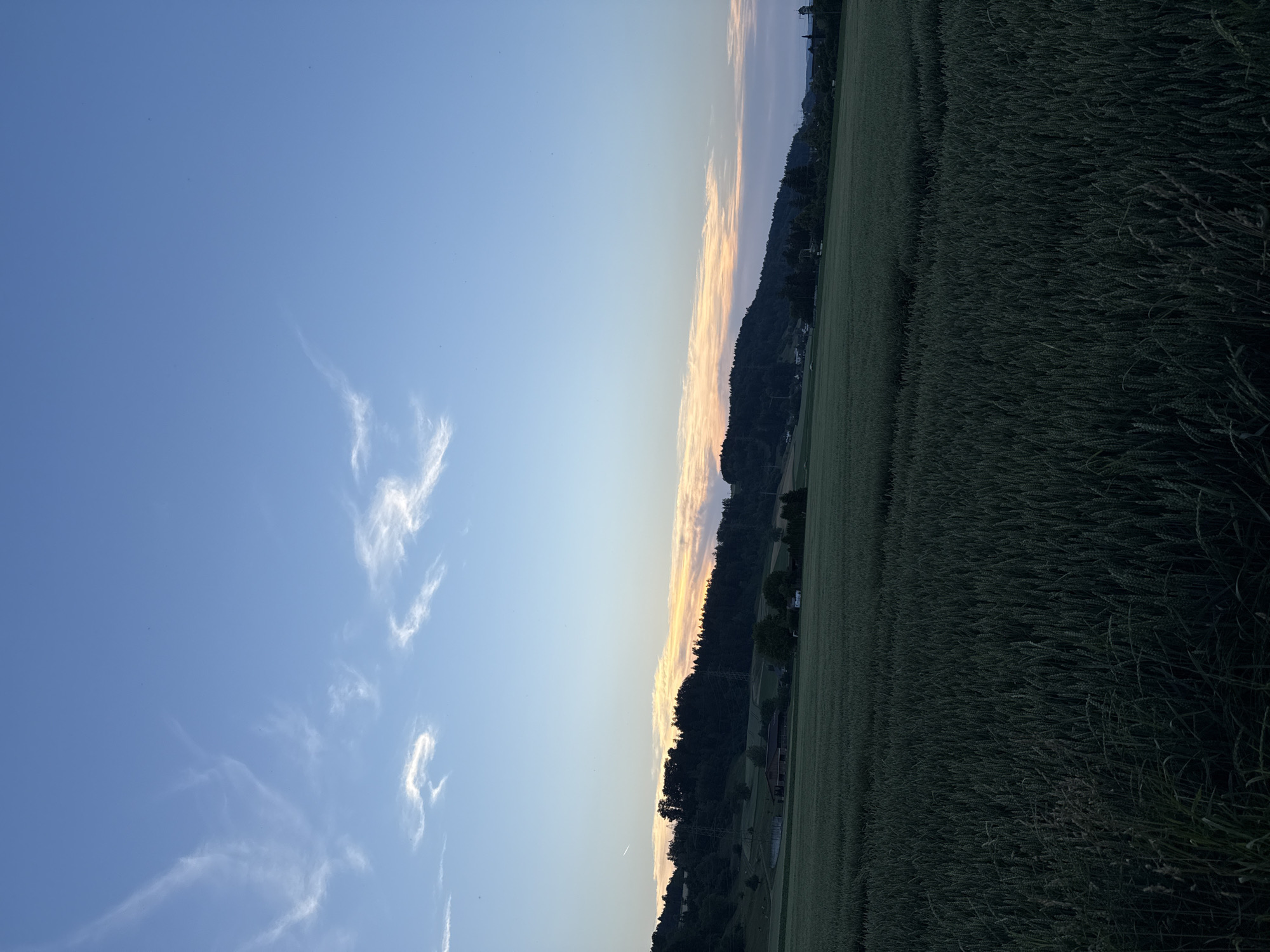 The image depicts a rural landscape in Embrach, Switzerland, at dusk. In the foreground, a dense field of green crops, likely wheat, stretches across the frame. The middle ground features a gently sloping hill covered in a dark forest, with scattered houses and farm buildings visible amongst the trees. A broad band of orange and pink sunset hues is visible on the horizon, above the treeline. The sky above is a clear, pale blue, with wispy white clouds. The scene is tranquil and serene, characteristic of the Swiss countryside at the end of the day.