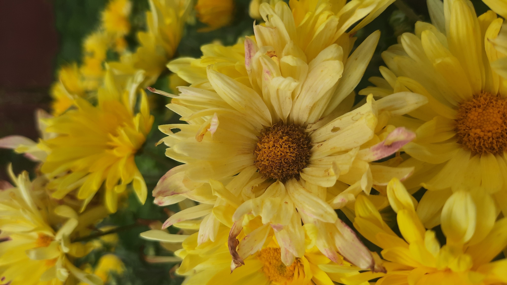 A close-up, vertical shot captures a cluster of bright yellow chrysanthemums in full bloom, with some petals showing hints of pink and brown discoloration. The focus is sharpest on the central flower, revealing its intricate petal structure and a dark, textured center. The background is a soft blur of more yellow flowers and dark green foliage, suggesting an outdoor setting like a garden or park in Shklov, Belarus. The lighting appears natural and diffused, highlighting the vibrant colors and delicate textures of the blossoms. There are no people or animals visible in the image, and no specific actions or interactions are depicted. The overall impression is one of natural beauty and floral abundance.