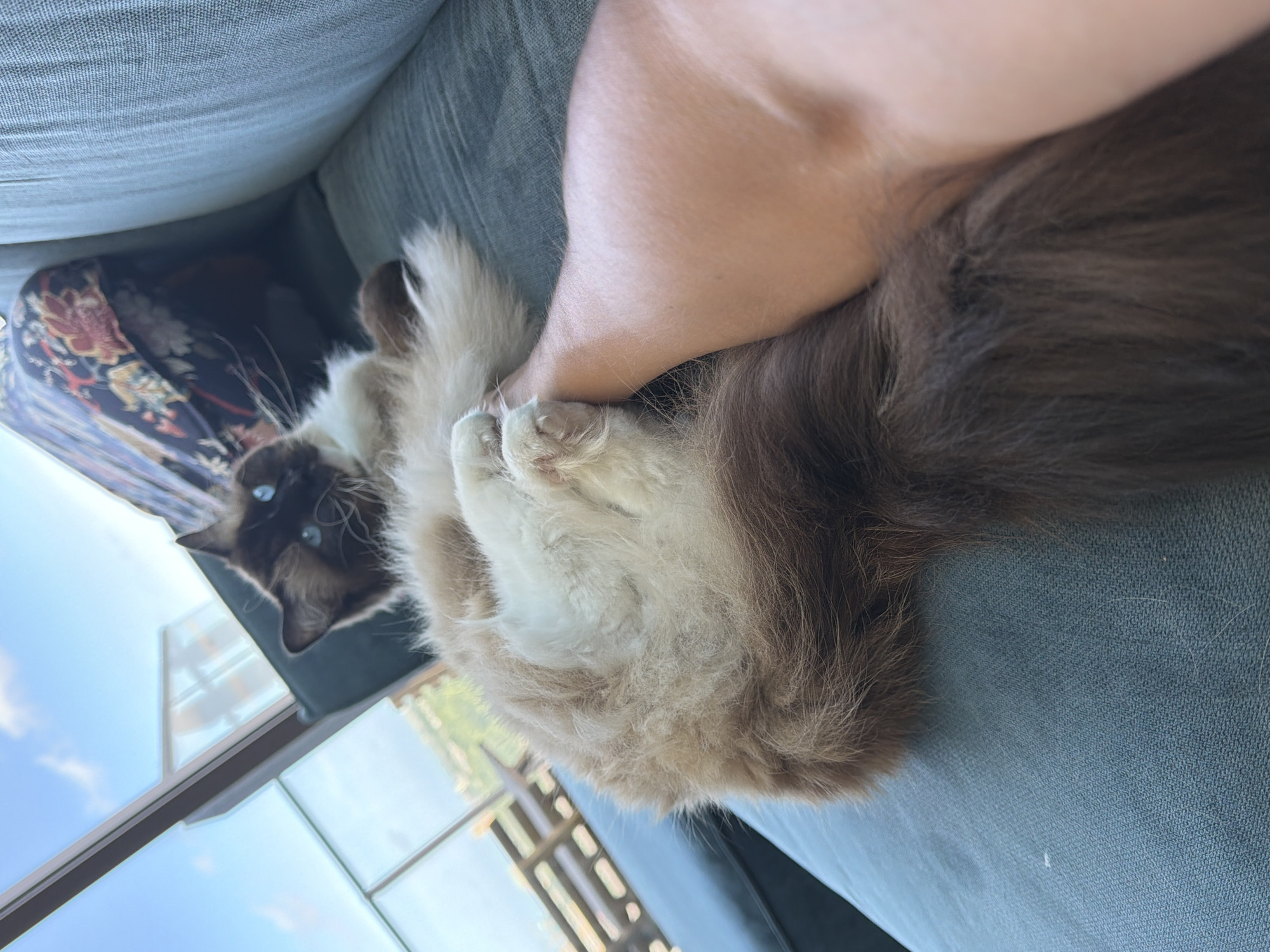A ragdoll cat with blue eyes and brown and white fur is lying on a teal couch. The cat's hind legs are curled up, and its paw is resting on a human leg. The human leg is light-skinned and appears to be bare from the knee down. The cat's tail is long and bushy. In the background, a window overlooks a balcony with wooden railings and a cityscape in the distance. A decorative pillow with a floral pattern is visible behind the cat's head. The overall scene suggests a relaxed indoor setting, possibly a residential apartment in the city of Rijswijk, Netherlands, given the view of the urban landscape and balcony.