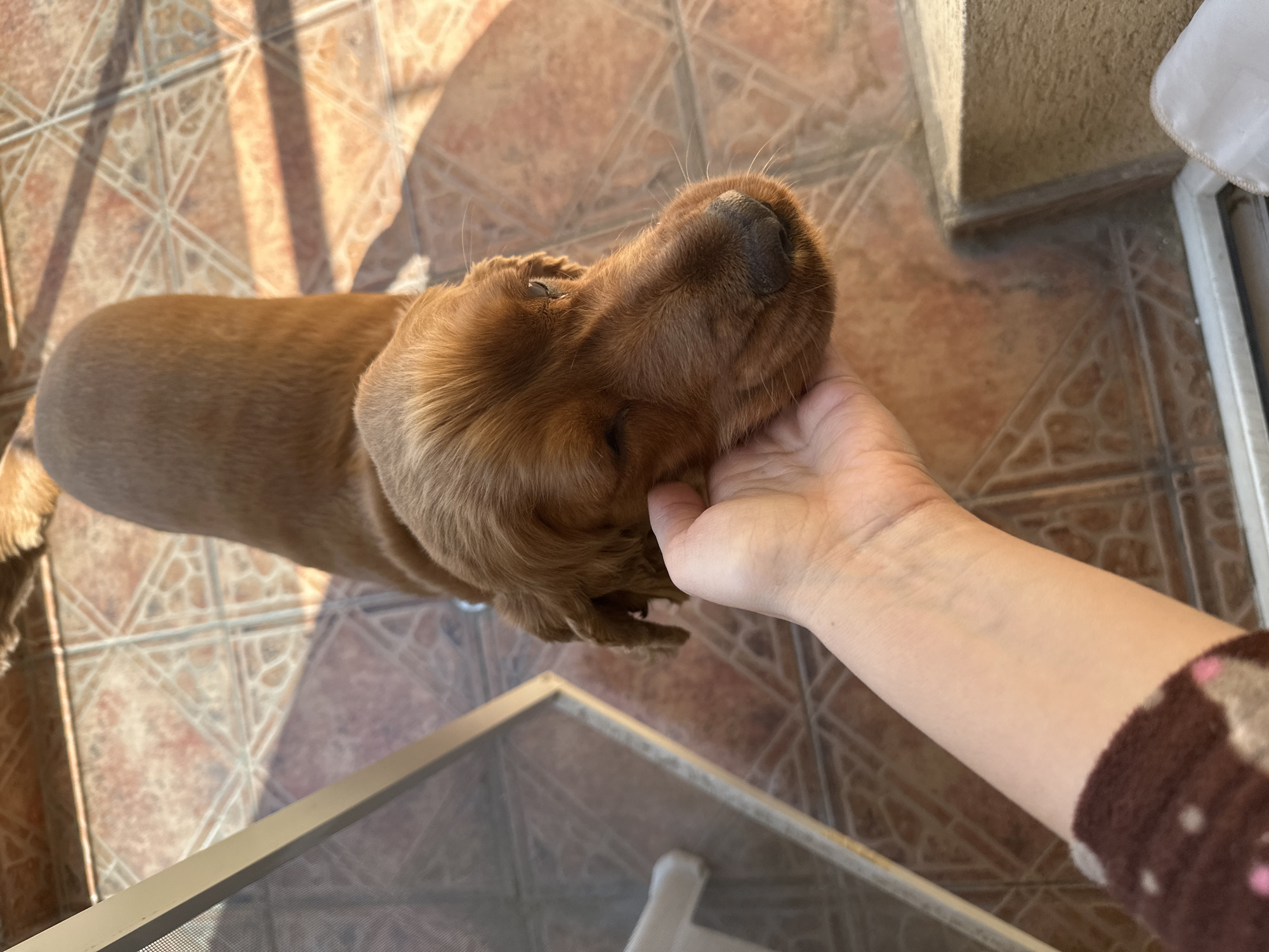 A medium-sized, golden-brown dog, possibly a Cocker Spaniel, is standing indoors on a tiled floor. The dog is being petted on the head by a human hand. The tiled floor is brown and tan with a geometric pattern. Sunlight is visible, casting shadows across the floor. In the lower part of the image, there's a section of a screen door. The location is possibly in Sofia, Bulgaria.