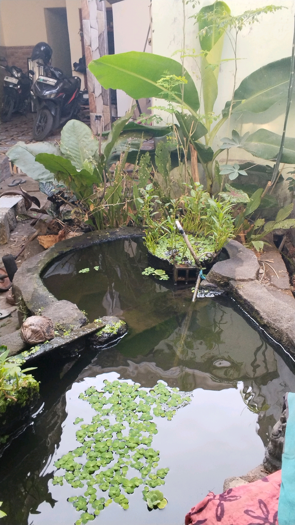 The image depicts an outdoor scene in what appears to be a residential backyard or patio area in Penompo, Indonesia. In the foreground, a kidney-shaped pond with a concrete edge is visible, filled with dark water. The surface of the pond is partially covered with patches of small, bright green aquatic plants, possibly duckweed. A small, rectangular filter or aeration device made of dark material is submerged near the center of the pond, with a pipe extending upwards and a stick with blue string attached to it.
Surrounding the pond, there are various plants. Large, broad leaves of a banana plant are prominent in the background, along with thinner, leafy plants and what might be a moringa tree with its delicate foliage. To the left of the pond, a weathered coconut shell rests on a concrete ledge, next to some mossy rocks. In the far left background, two motorcycles are parked. One is a dark-colored scooter with a helmet placed on its seat, and another is partially visible behind it. A building with tiled walls and doors is also visible behind the motorcycles. The ground is paved with patterned tiles.
The overall impression is of a tranquil, somewhat overgrown garden space, suggesting a lived-in environment in a tropical climate.