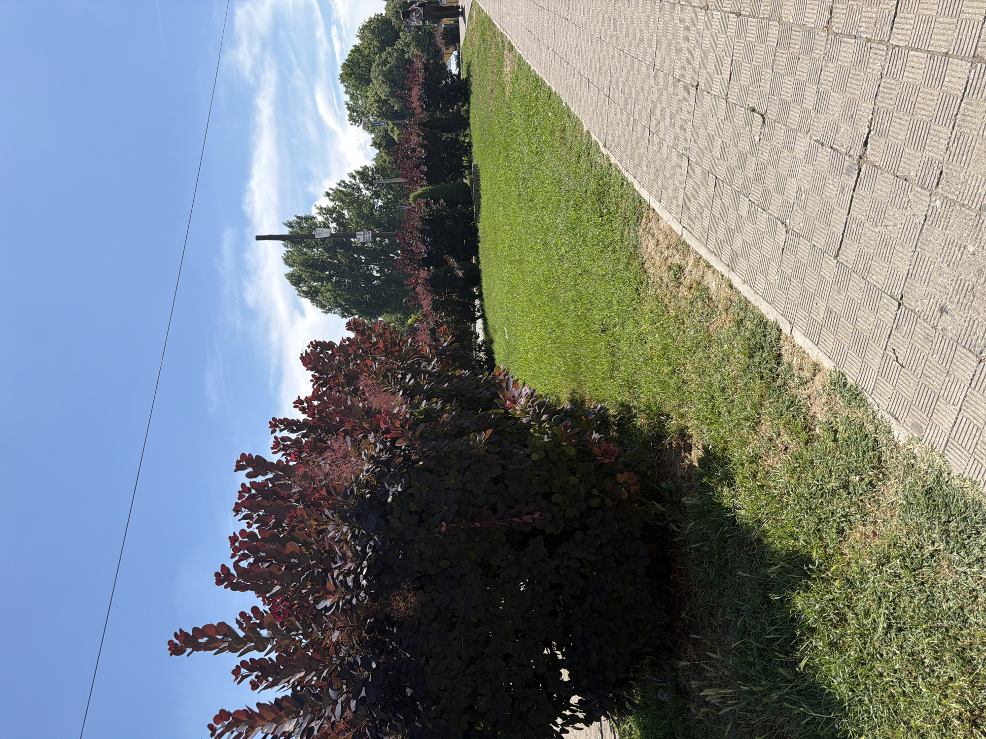 This is an outdoor, eye-level, daytime photograph featuring a paved walkway and a grassy area with bushes. The walkway, composed of interlocking concrete tiles with a textured pattern, runs diagonally from the lower right corner towards the upper left. The grassy area to the left of the walkway is well-maintained and green, with some patches of dry grass visible closer to the edge of the walkway. A row of dark red, leafy bushes lines the edge of the grass, extending into the background. Beyond the bushes, several mature green trees are visible, and a light pole with signage stands amongst them. The sky is a clear blue with scattered white clouds, and a thin black wire stretches across the upper portion of the frame. In the far background, a person in dark clothing is walking away from the camera on the walkway. The scene appears to be an urban park or a well-landscaped public space. The location is identified as Pazardzhik, Bulgaria.