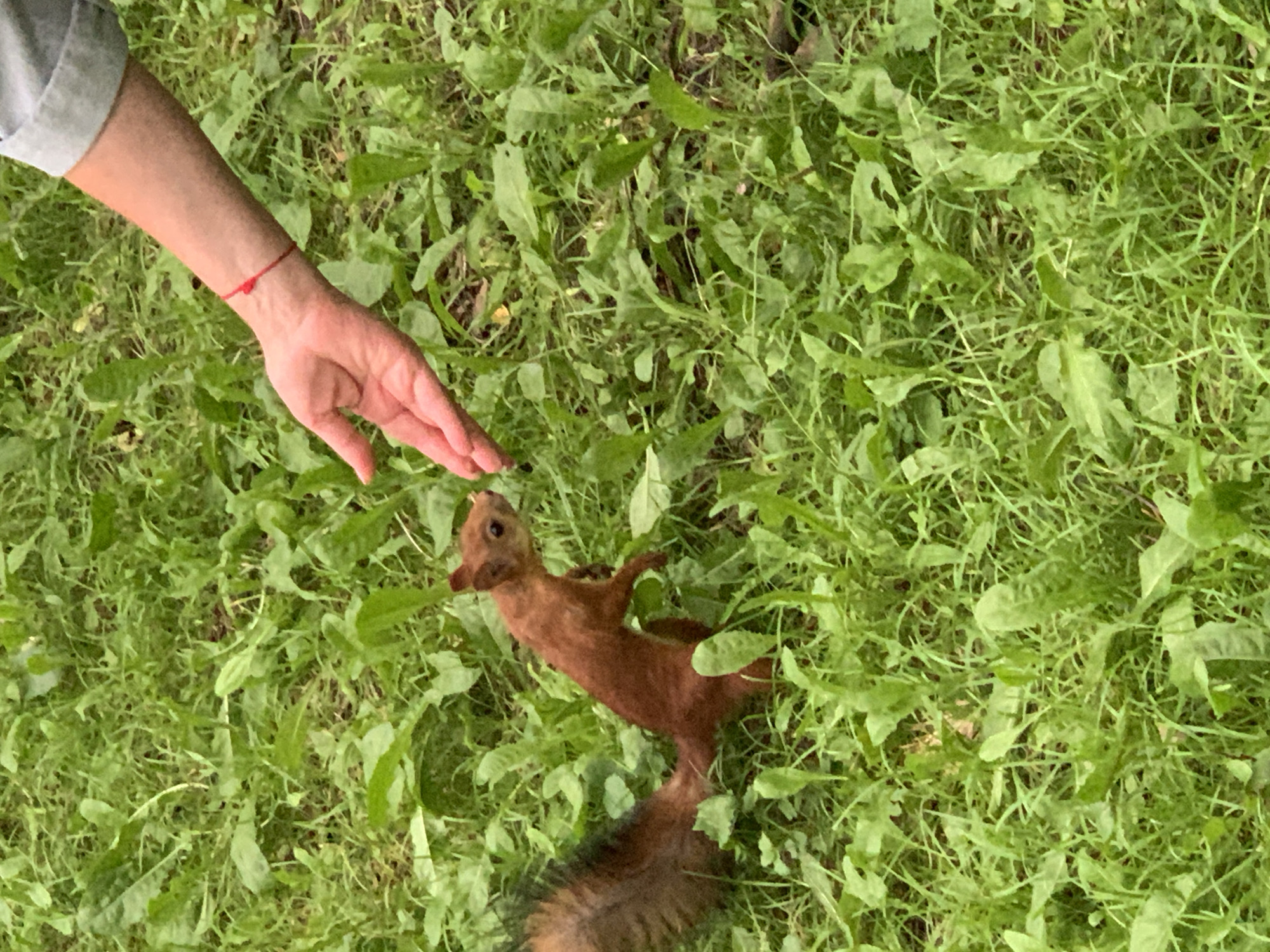 In Prokopyevsk, Russia, a person's hand, adorned with a red string bracelet on the wrist, is extended towards a squirrel in a grassy area. The squirrel, positioned on its hind legs, appears to be reaching out towards the hand. The environment is characterized by abundant green grass and foliage.