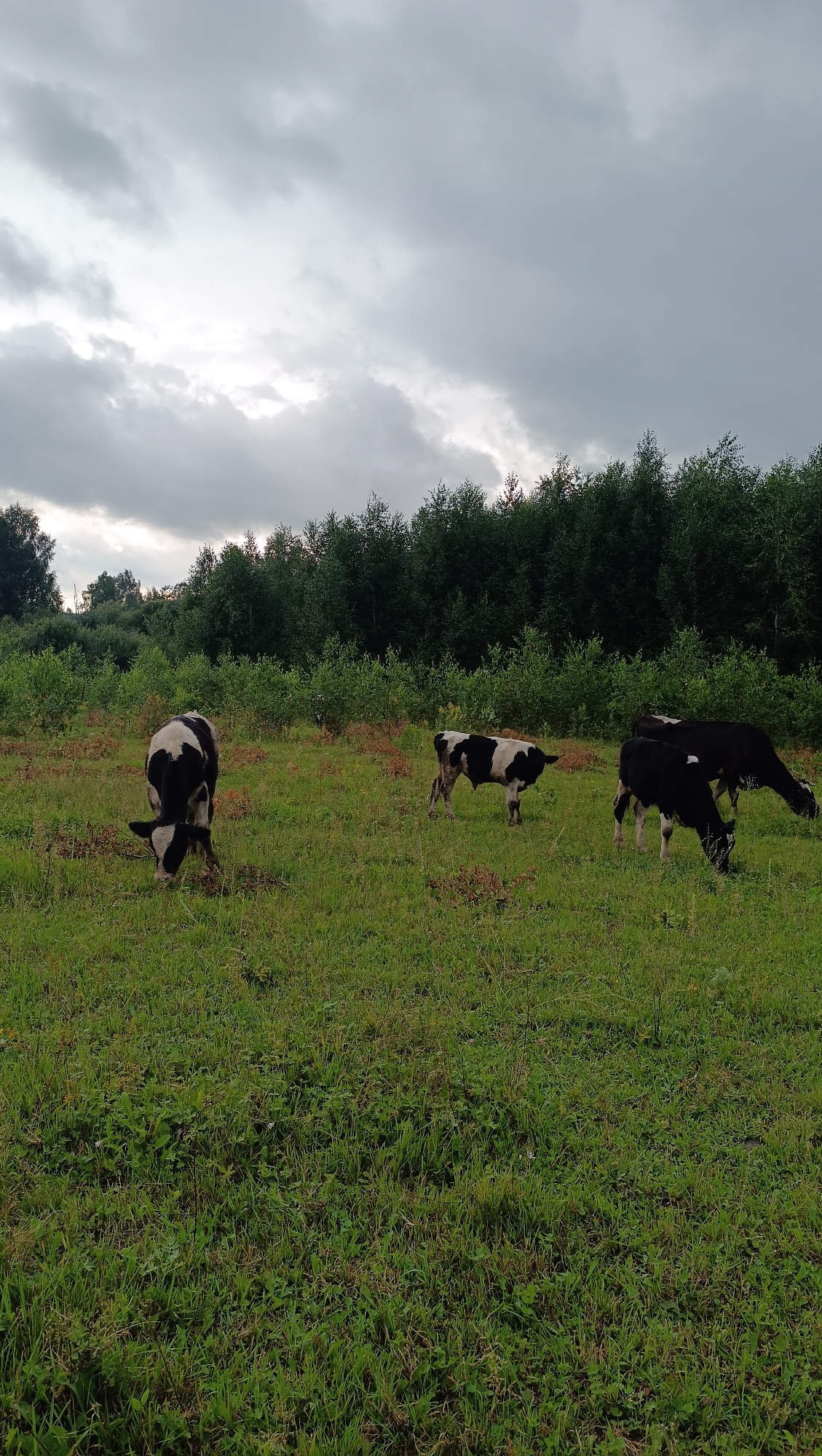 The image depicts a rural scene in Karsha, Russia, featuring a herd of cattle grazing in a grassy field under a cloudy sky. In the foreground, four black and white cows are scattered across a vibrant green meadow. Two cows are in the middle ground, one facing left and grazing, while another stands facing right. Further back, two more cows are positioned together, also grazing. The field is characterized by lush green grass interspersed with patches of dried vegetation and scattered brown ferns. A dense line of dark green trees forms the background, stretching across the horizon. The sky above is overcast with heavy, grey clouds, suggesting an impending change in weather. There are no visible human subjects or man-made structures in the frame, emphasizing the natural, pastoral setting.