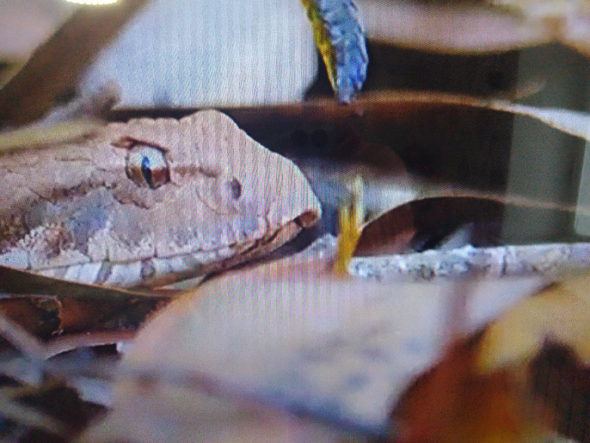 A close-up, low-resolution image shows the head of a snake, with its eye visible. The snake appears to be camouflaged amongst leaves and other natural debris. A segment of another snake, colored blue and yellow, is visible in the upper right portion of the frame. The environment suggests an outdoor setting, possibly in a natural habitat. No specific details about Dushanbe, Tajikistan, are discernible from the image.