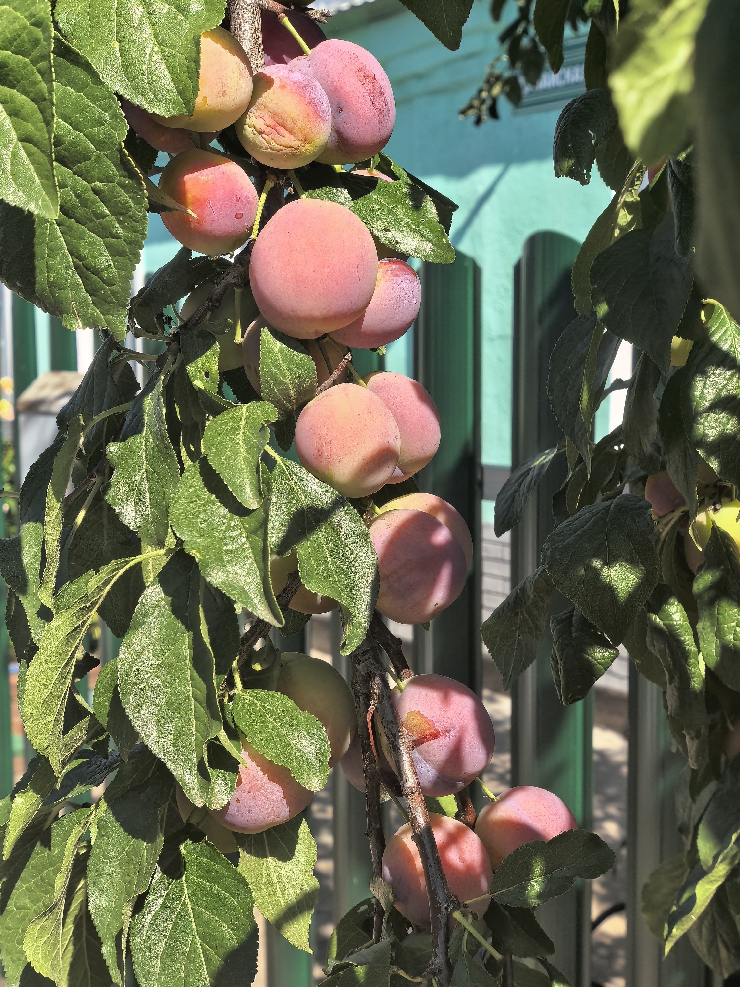 A cluster of ripe plums hangs from a tree branch. The plums are round, with skin ranging from pink to deep purple. Some of the plums have a yellow hue near the stem. The leaves are green and varied in size. In the background, a turquoise-colored fence with vertical wooden planks is visible, along with a hint of a white building. Sunlight casts shadows on the plums and leaves, indicating it is daytime. The scene appears to be in a backyard or garden.