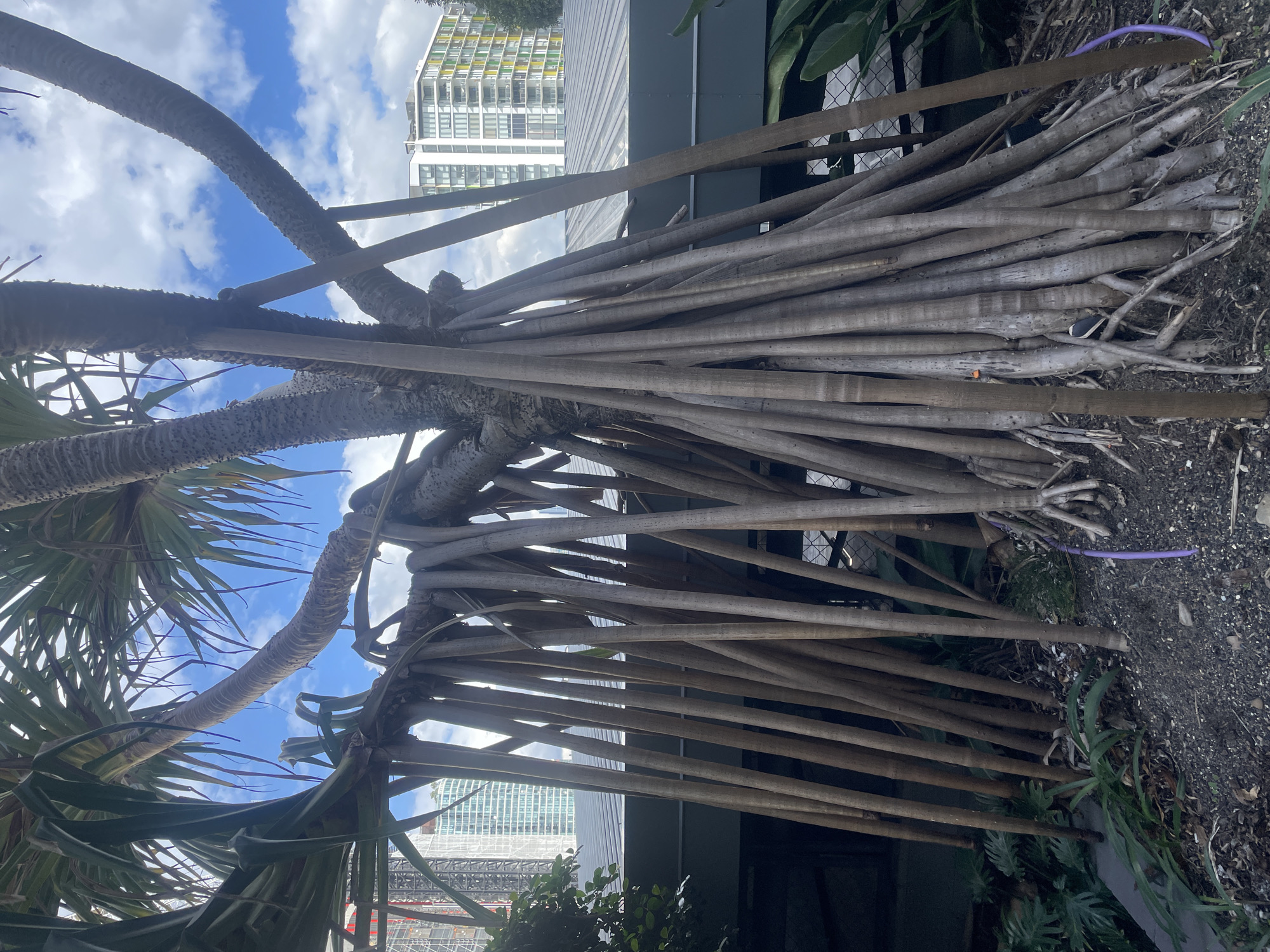 The image captures a close-up view of a Pandanus tree with its distinctive stilt roots, likely located in the South Bank Parklands in Brisbane, Australia. The foreground is dominated by the tree's trunk and numerous aerial roots that descend to the ground, creating a dense, vertical pattern. The roots are gray-brown and appear sturdy, with some smaller rootlets branching off. The ground around the tree is covered in mulch and small stones.
In the mid-ground, a low, dark-colored structure with a corrugated metal roof stretches across the image, partially obscuring the background. Beyond this structure, the cityscape of Brisbane is visible. Modern high-rise buildings with glass facades and colorful accents stand against a bright blue sky dotted with white clouds. The presence of construction cranes in the background suggests ongoing development in the city. The overall impression is a juxtaposition of natural elements with urban infrastructure.