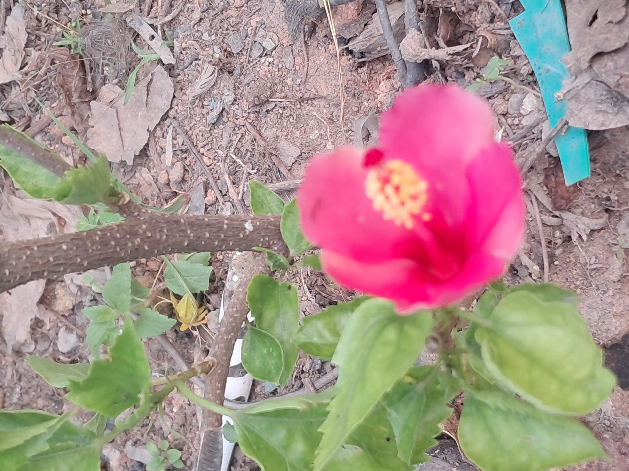 The image is a close-up shot of a pink hibiscus flower in bloom, with its petals slightly unfocused. The flower is positioned in the lower-middle section of the frame, with its vibrant pink color contrasting against the muted browns and greens of the surrounding environment.
The plant's stem, a dark brown and rough texture, runs vertically through the right side of the image. Lush green leaves, some with serrated edges, are visible on the left and lower portions of the frame, attached to branches extending from the main stem. A small, yellow, lantern-like object, possibly a dried flower or seed pod, is nestled among the leaves.
The ground beneath the plant is covered with dry soil, small pebbles, and scattered brown leaves, indicating an outdoor setting. Some thin twigs and debris are also present. In the lower right corner, a piece of bright turquoise plastic is partially visible, suggesting some man-made refuse in the natural environment.
The overall impression is that of a close-up photograph of a hibiscus flower in a somewhat unkempt garden or natural area. The blurred background and the slightly out-of-focus flower suggest it might have been taken with a mobile phone camera. The scene is static, with no visible signs of human activity or animals. The lighting appears to be natural daylight.