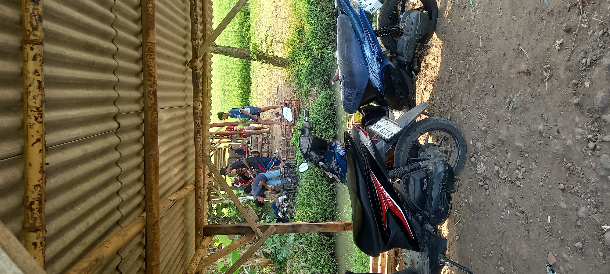 The image depicts a rural scene in Sidamulya, Indonesia, under a makeshift bamboo and corrugated tin roof shelter. In the foreground, two motorcycles are parked on a dirt ground littered with small stones and debris. A black and red scooter with "BEAT" visible on its side is on the left, and a blue scooter with "Automatic" written on it is on the right. The shelter's roof is made of corrugated metal supported by bamboo poles.
In the background, several people are gathered under the shelter, some appearing to be tending to or interacting with what seem to be cages, possibly for poultry or birds. There is a small canal or water channel to the left of the shelter, with green vegetation growing alongside it. Beyond the shelter and vegetation, a lush green rice paddy field stretches into the distance, indicating an agricultural setting. The lighting suggests it is daytime, with sunlight illuminating the scene. The overall impression is of a functional, outdoor gathering space in a rural Indonesian environment.