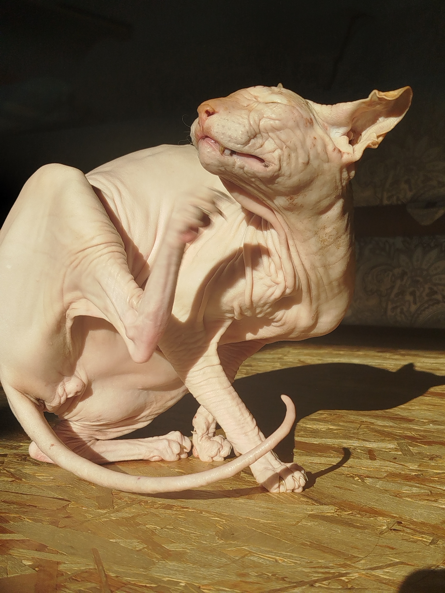 A light pink Sphynx cat is shown in profile, seated on a wooden surface. The cat is looking upwards and to the right with its mouth slightly open, revealing its teeth. Its left front leg is raised and scratching its face. The cat's skin is wrinkled, and there are a few small brown spots visible. The background is dark, with some textured material visible on the right side. Sunlight casts a shadow of the cat on the wooden surface. The image does not contain any information about the location in Zavodoukovsk, Russia.