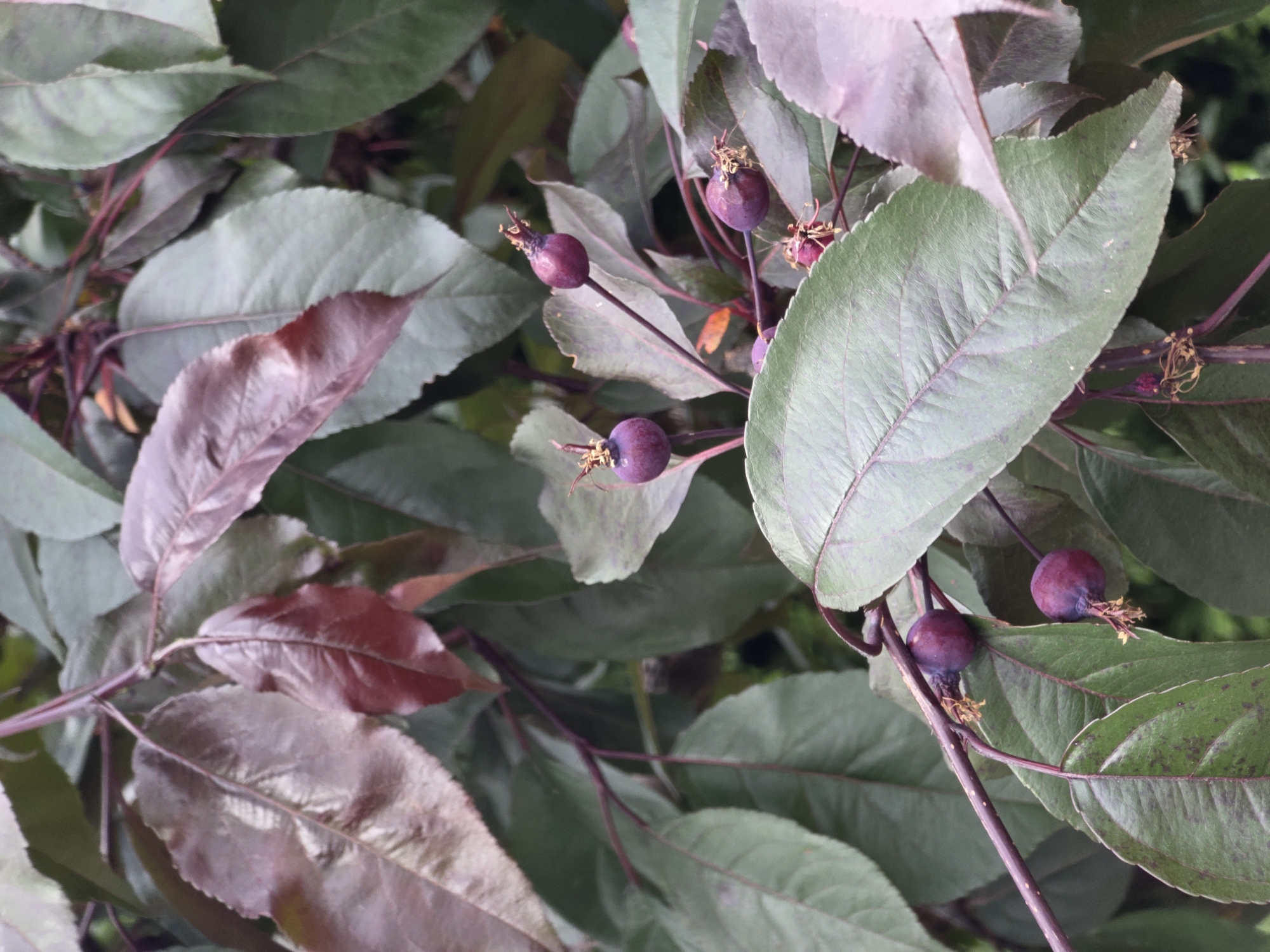 A close-up, eye-level shot focuses on a branch of a tree with dark purple or reddish-purple leaves and several small, dark purple fruits. The fruits are round or slightly oval and have a few dried, fibrous remnants attached to their tops. The leaves are elongated with pointed tips and visible veins. The branch itself is a dark, purplish-brown. The background is a blur of green foliage, suggesting a natural outdoor setting. The image was taken in Pidhorodne, Ukraine.