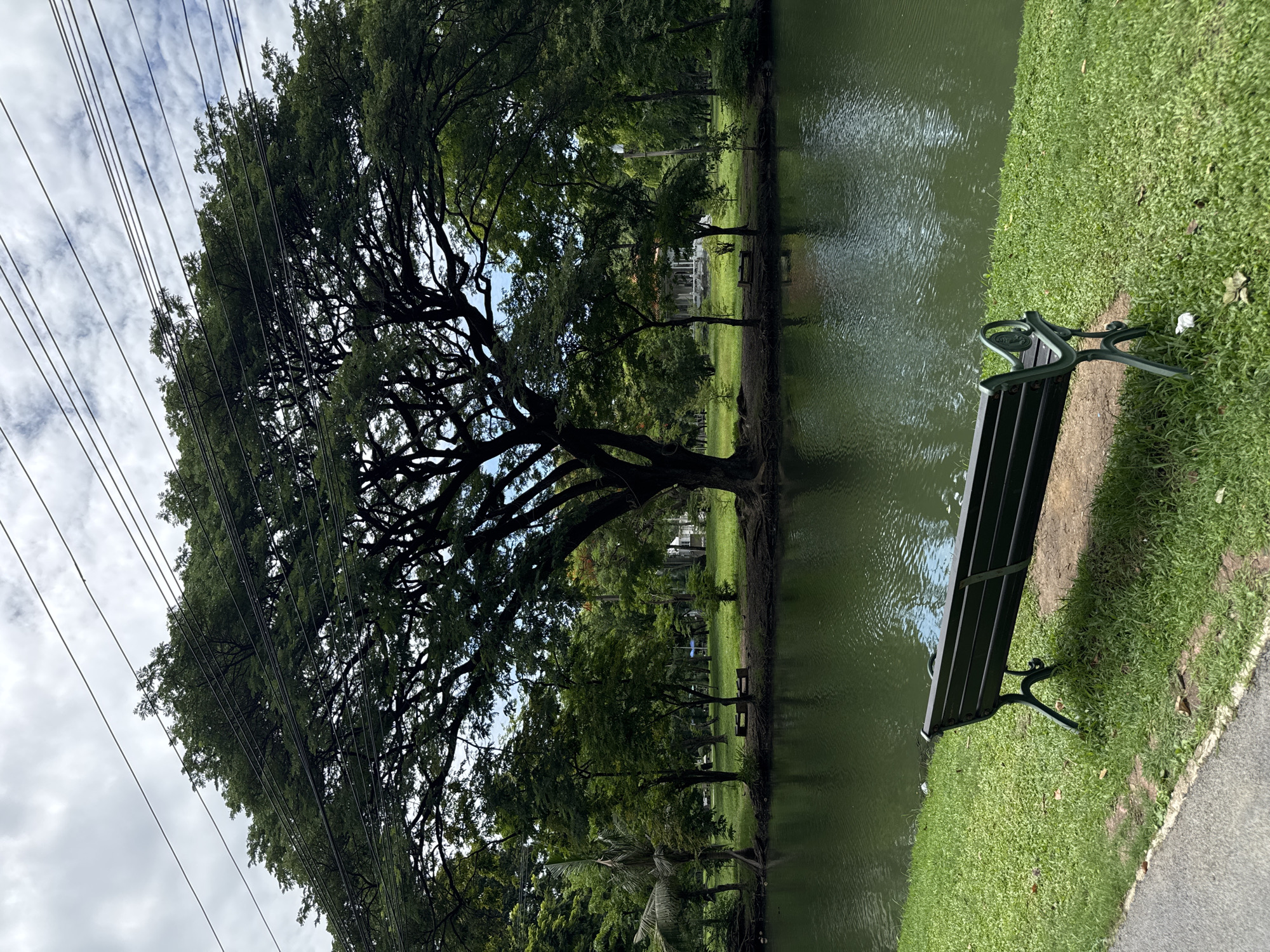 This image depicts a tranquil park scene in Bangkok, Thailand, likely Lumpini Park due to its characteristic wide-spreading trees, tranquil water body, and ample green spaces. In the foreground, a dark green park bench sits on a well-maintained lawn adjacent to a body of water. The water, a deep green color, reflects the overcast sky and the surrounding foliage, with gentle ripples disturbing its surface.
Beyond the bench, a large, mature tree with an expansive canopy dominates the middle ground. Its dark branches are intricately woven, creating a dense, shady area. Several other trees of varying sizes are scattered throughout the park, contributing to the lush, verdant atmosphere. In the distance, a white pavilion-like structure with a red-tiled roof is visible, nestled amongst the trees. The background is filled with more trees and a cloudy sky, with visible power lines stretching across the upper portion of the frame. No people are present in the image, emphasizing the peaceful solitude of the park. The overall impression is one of a serene and inviting public space.
