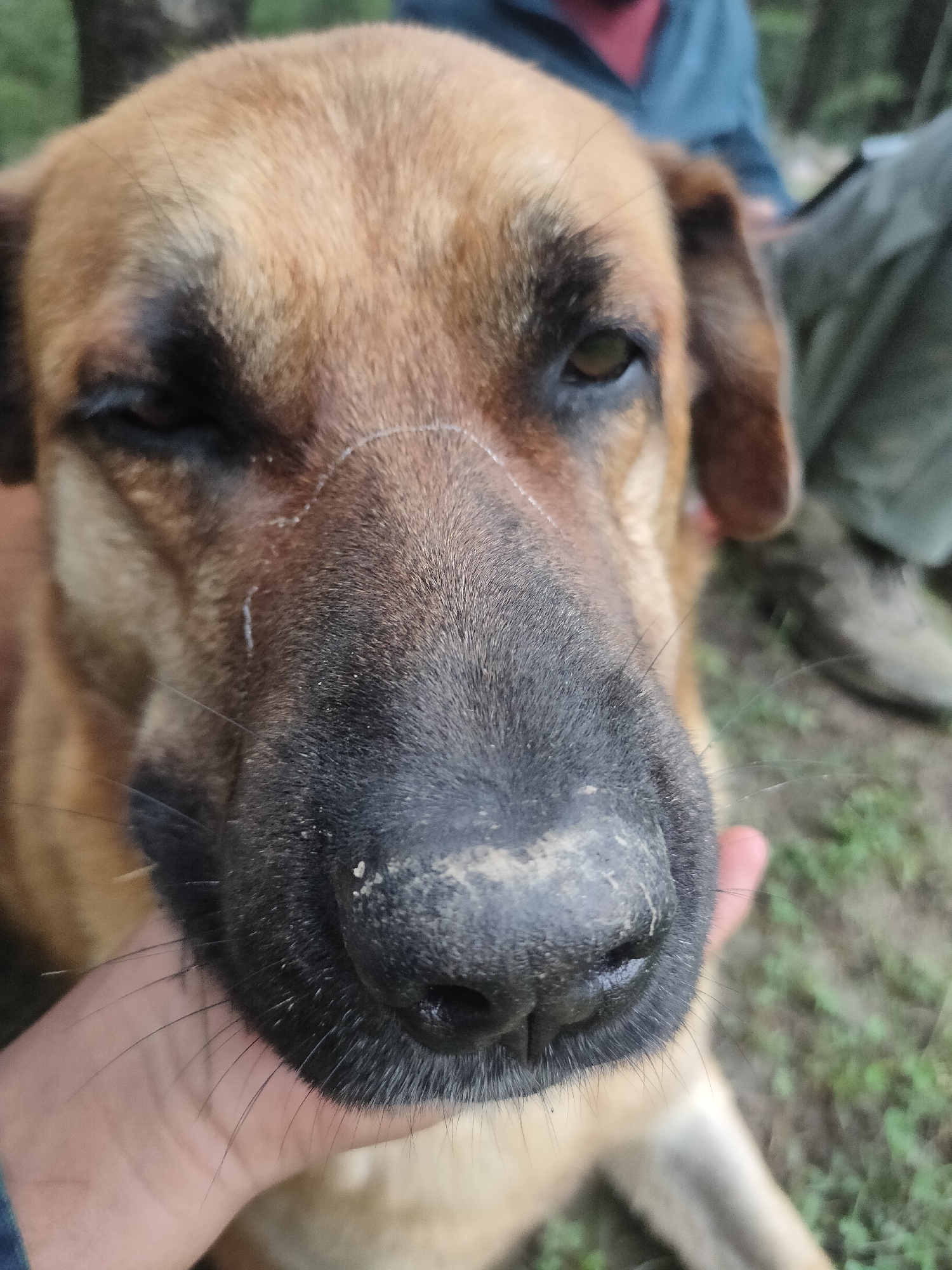 A close-up, eye-level, waist-up shot focuses on the face of a medium-sized dog, possibly a German Shepherd mix, with tan and black fur. The dog's snout is prominent and dusty, with visible whiskers. A person's hand, with light skin tone, is gently holding the dog's chin and cheek area, with fingers spread. The dog's right eye is visible, appearing somewhat squinted. A faint, thin white line, possibly a scar or scratch, is visible across the dog's forehead. In the blurred background, two individuals are partially visible, one wearing a blue jacket and the other in green trousers. The environment appears to be outdoors, with green foliage and what looks like a dirt path, suggesting a rural or park-like setting, consistent with locations like Manali, India. The lighting is natural and diffused, indicating an overcast day or shaded area. The overall impression is one of affection and a moment of connection between the person and the dog.