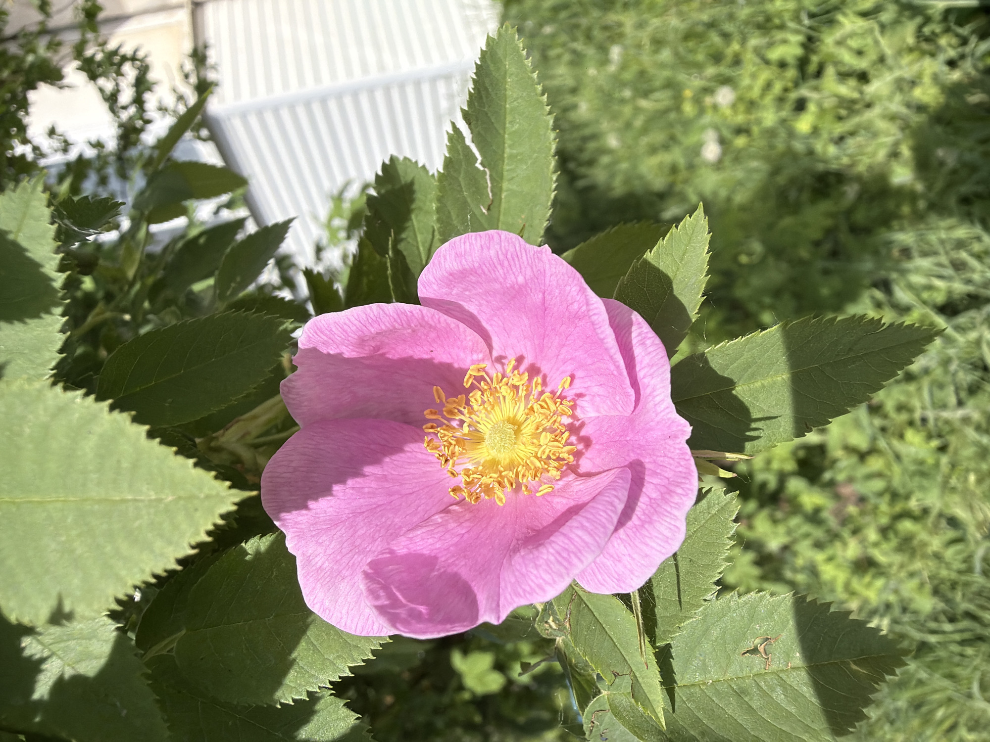 The image shows a pink rose in full bloom. The rose has a bright yellow center and is surrounded by green leaves. The leaves have serrated edges. The background is a mix of green foliage and a white, corrugated structure, possibly a wall or fence. The location is not determinable from the image itself. There are no people visible in the image.