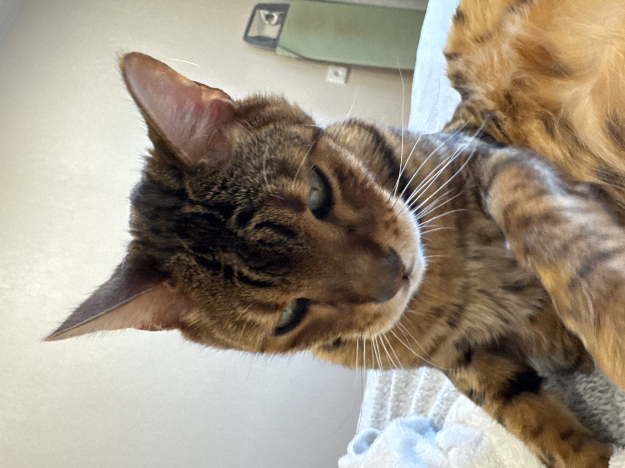 A close-up, tilted shot of a Bengal cat, revealing its spotted fur pattern and green eyes. The cat's head is angled towards the bottom-left corner of the frame, and its whiskers are prominently displayed. The background consists of a light-colored wall and a glimpse of an unidentified object. Part of the cat's body rests on a white textured surface. The city and state location are unknown.