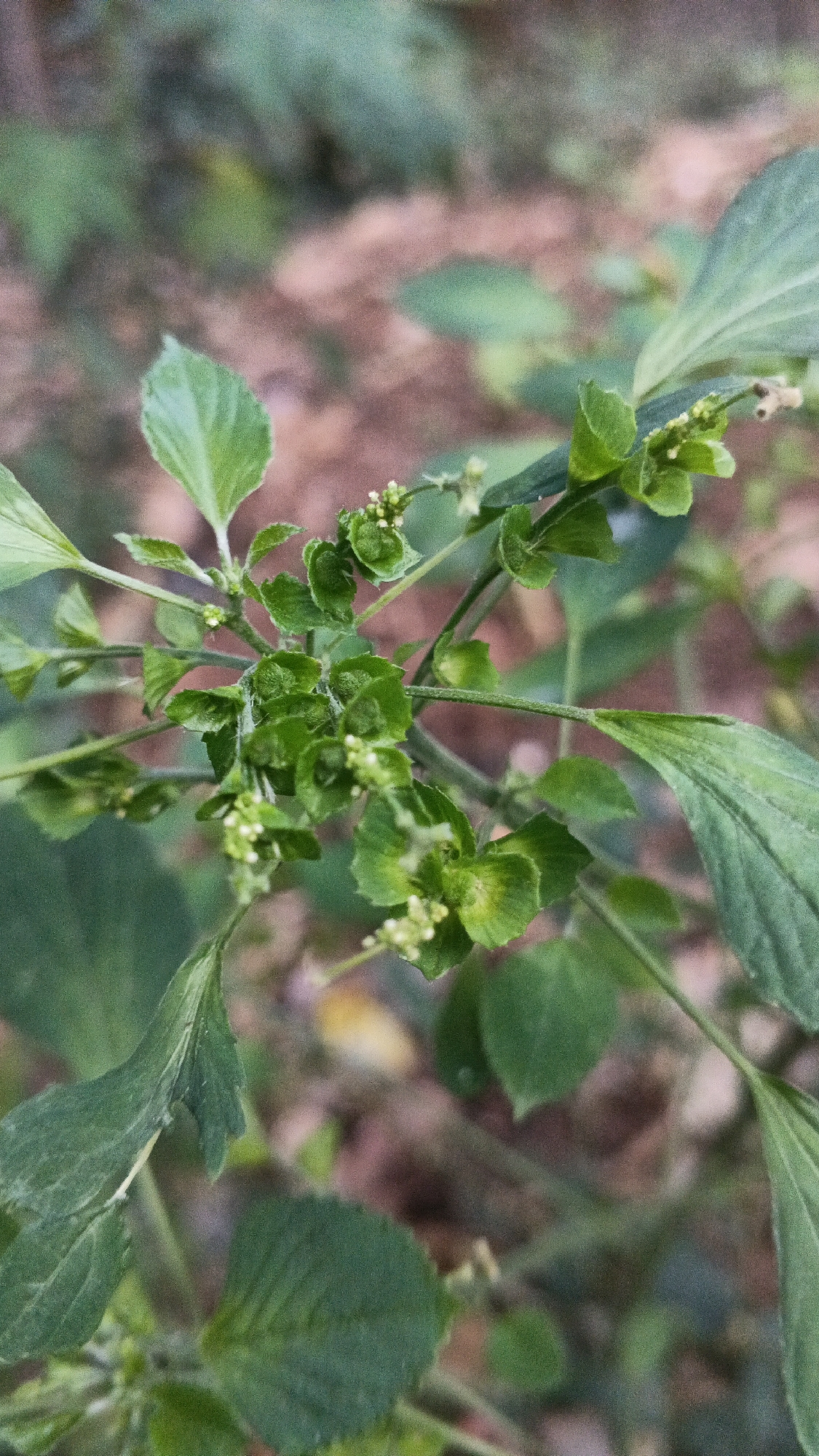 A close-up, top-down, vertical shot focuses on a small, flowering plant with delicate green leaves and tiny white blossoms. The plant's stem is thin and green, with branches spreading outwards. The leaves are ovate with serrated edges and a prominent central vein. Some leaves are a lighter green, while others are a deeper emerald hue. Small, clustered white flowers, some with visible stamens, dot the upper branches of the plant. The background is blurred, revealing a mottled brown and green earthy texture, suggesting a natural outdoor environment.