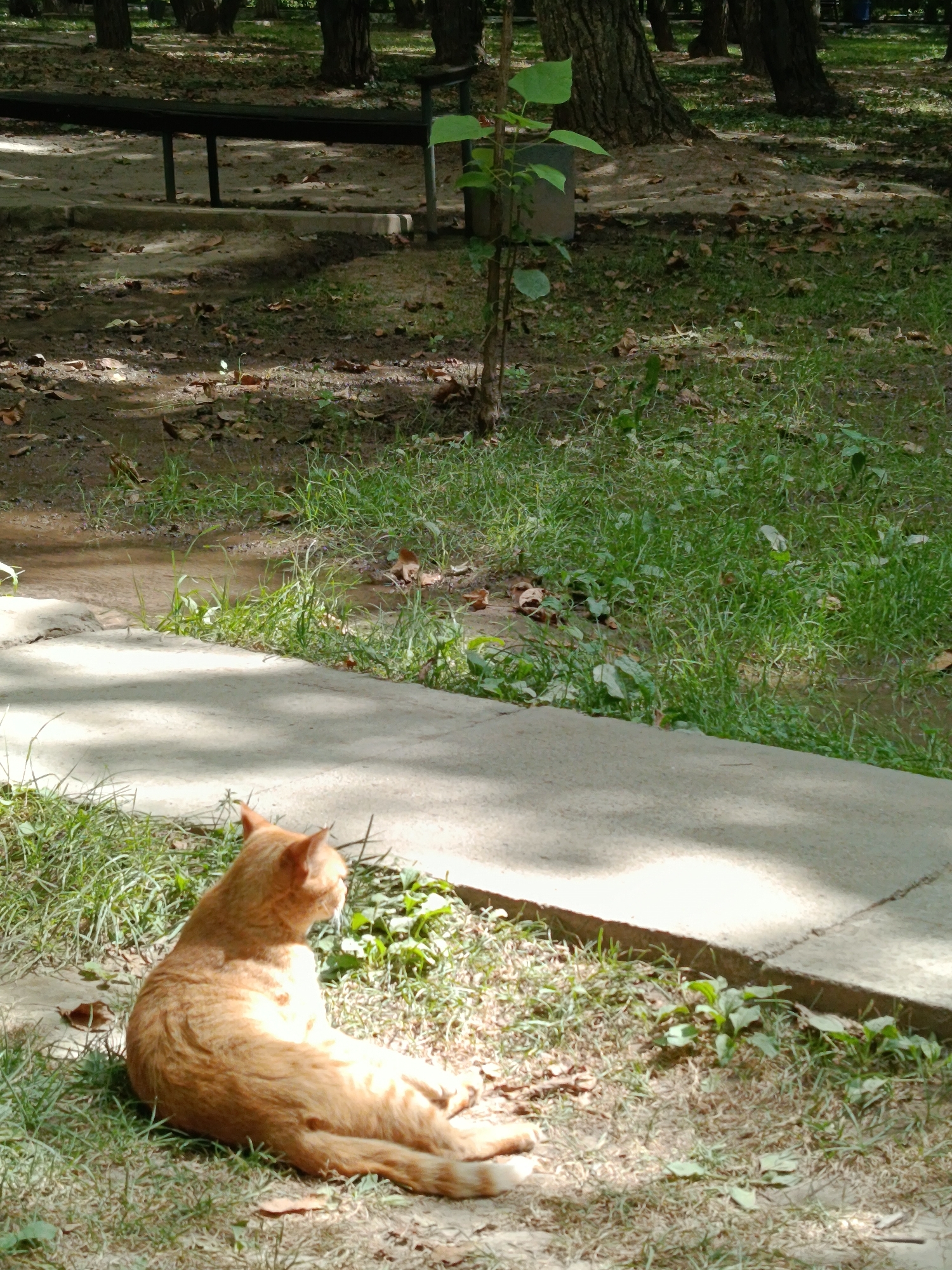 A ginger cat is sitting on the ground in a park with patchy grass, dried leaves, and a dirt path. A concrete path runs diagonally across the image from the lower left to the upper right. In the background, there are trees with visible bark and a dark bench. The lighting suggests it is daytime, with shadows cast by the trees and possibly foliage. The environment appears to be a public park in Bishkek, Kyrgyzstan.