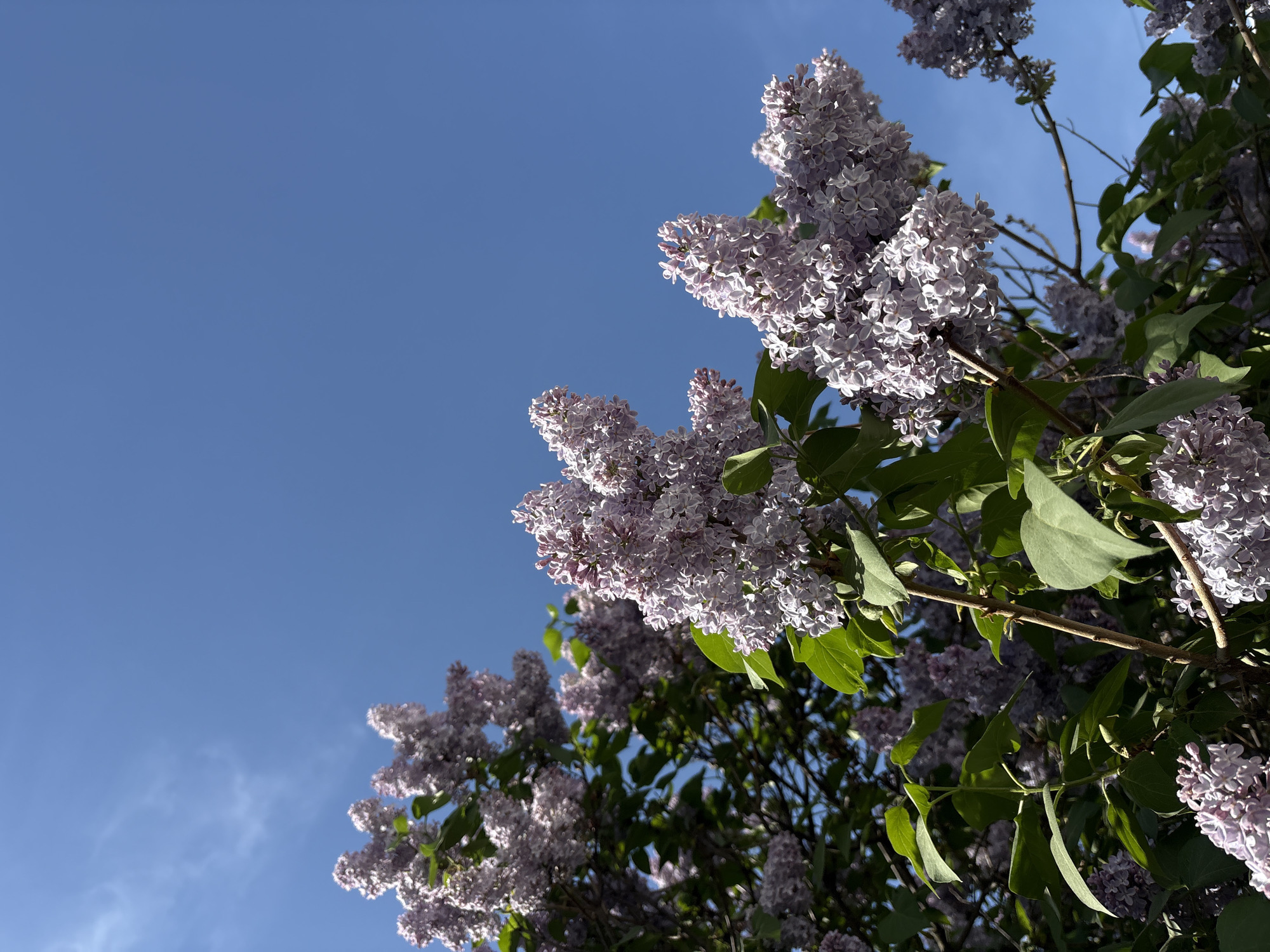 The image shows a cluster of lilac flowers in bloom against a clear blue sky. The flowers are a light lavender color and arranged in dense, conical clusters. Green leaves are visible among the flowers. The low camera angle emphasizes the flowers against the sky. The location is unknown, although requested, there is not enough information in the image to locate it.