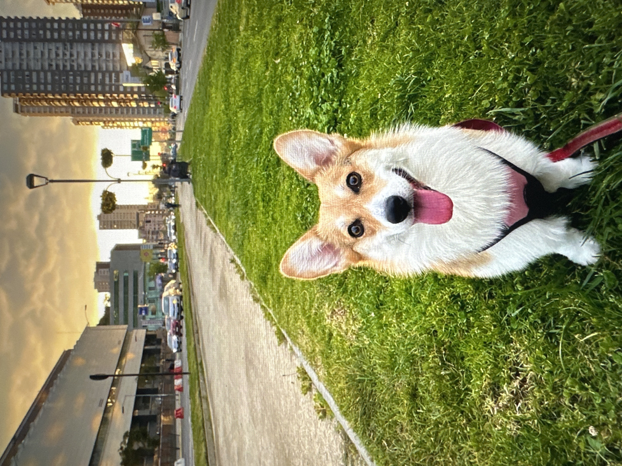 The image depicts a Pembroke Welsh Corgi dog sitting on a grassy area next to a paved walkway. The dog is facing the camera, with its tongue out and a happy expression. It is wearing a pink harness and a red leash is visible. In the background, there is a city street with cars and tall buildings. The sky is cloudy with a sunset glow. The scene appears to be an urban park or a roadside area in a city.