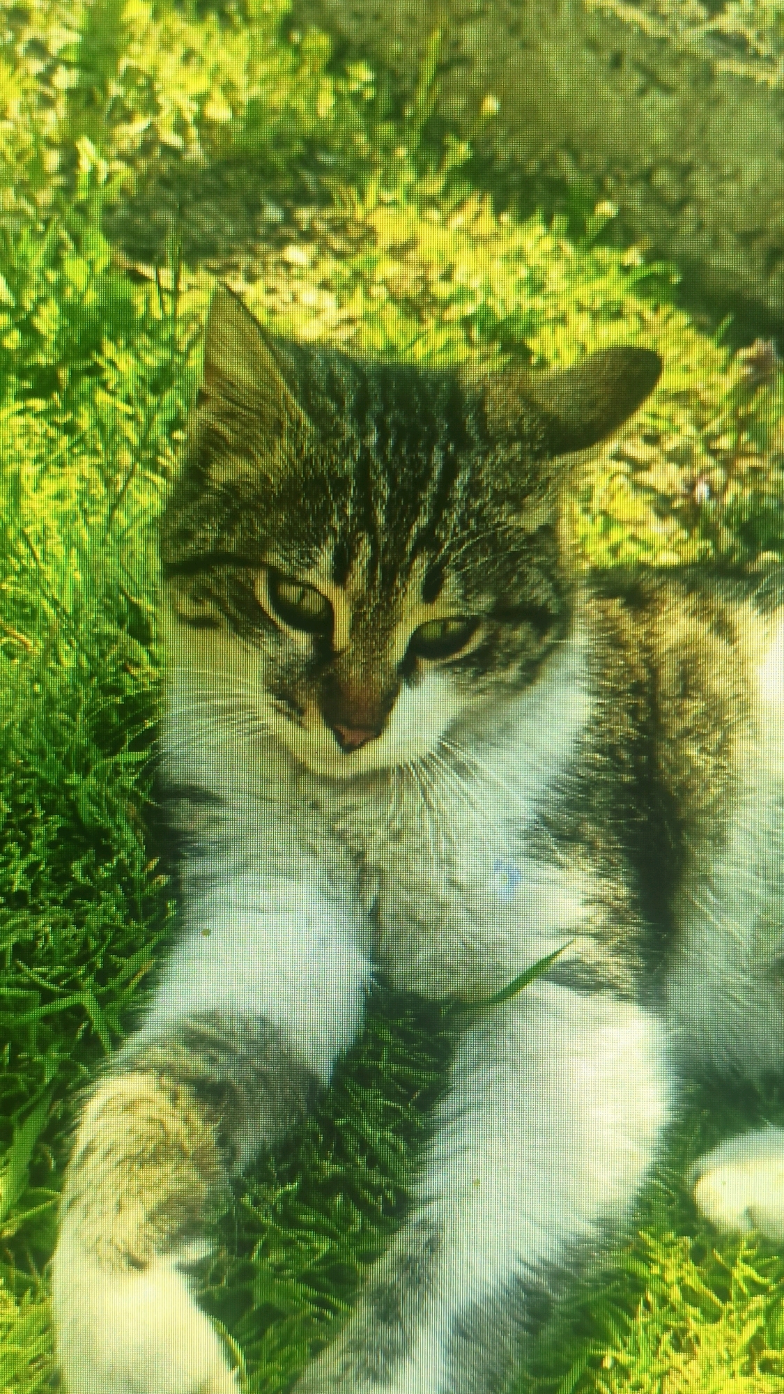 A domestic cat with tabby markings and white fur is lying on green grass. The cat's head is turned towards the viewer, and its eyes are open. The background is out of focus and appears to be a continuation of the grassy area, possibly in a park or garden setting. The image quality is low with visible pixelation, suggesting it may have been taken with an older camera or has undergone significant compression. There is no information or visual evidence to suggest this image is located in Mehnatabad, Uzbekistan.