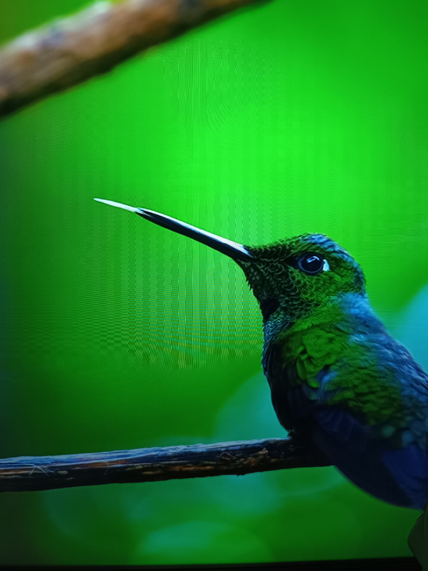 A green hummingbird is perched on a branch against a vibrant green background. The bird is facing to the left, with its long, thin beak pointed forward. Its feathers are a mixture of green and blue. The branch it is perched on is dark and textured. The background is a blur of green, suggesting foliage or a green screen. The image is brightly lit and appears to be a close-up photograph. There are no people or any identifiable landmarks in the image. The location in the city of Taraz, Kazakhstan cannot be determined from the image provided.