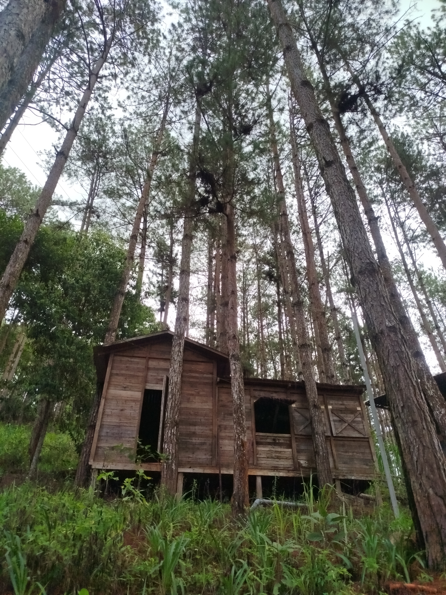 A low-angle, wide shot depicts a weathered, wooden structure nestled among tall, dense trees in Thôn 5, Vietnam. The building features an open doorway and window, revealing dark interiors. The structure sits on a slight slope, surrounded by dense green vegetation. The forest consists of tall, straight pine trees that stretch high into the sky. The sky appears overcast, filtering light through the tree canopy. The building's aged condition suggests it is abandoned or infrequently used. A single electrical post can be observed on the right of the structure. The foreground is covered with lush grass and plants. No people or animals are visible.