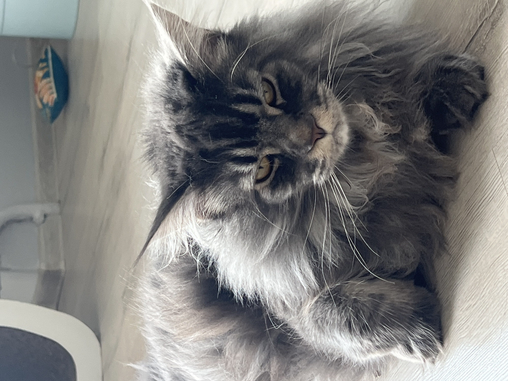 A fluffy grey Maine Coon cat lies on a light-colored wooden floor. The cat is facing forward with its head tilted slightly. Its eyes are partially closed, giving it a sleepy or judgmental expression. The cat's fur is long and thick, with darker grey stripes on its face and body. In the background, out of focus, there is a white structure on the left, a small blue object with an orange pattern in the middle, and a light blue cylinder on the right. The lighting is soft, suggesting an indoor setting, likely a home. The scene is not specifically identifiable as being in Ternopil, Ukraine.