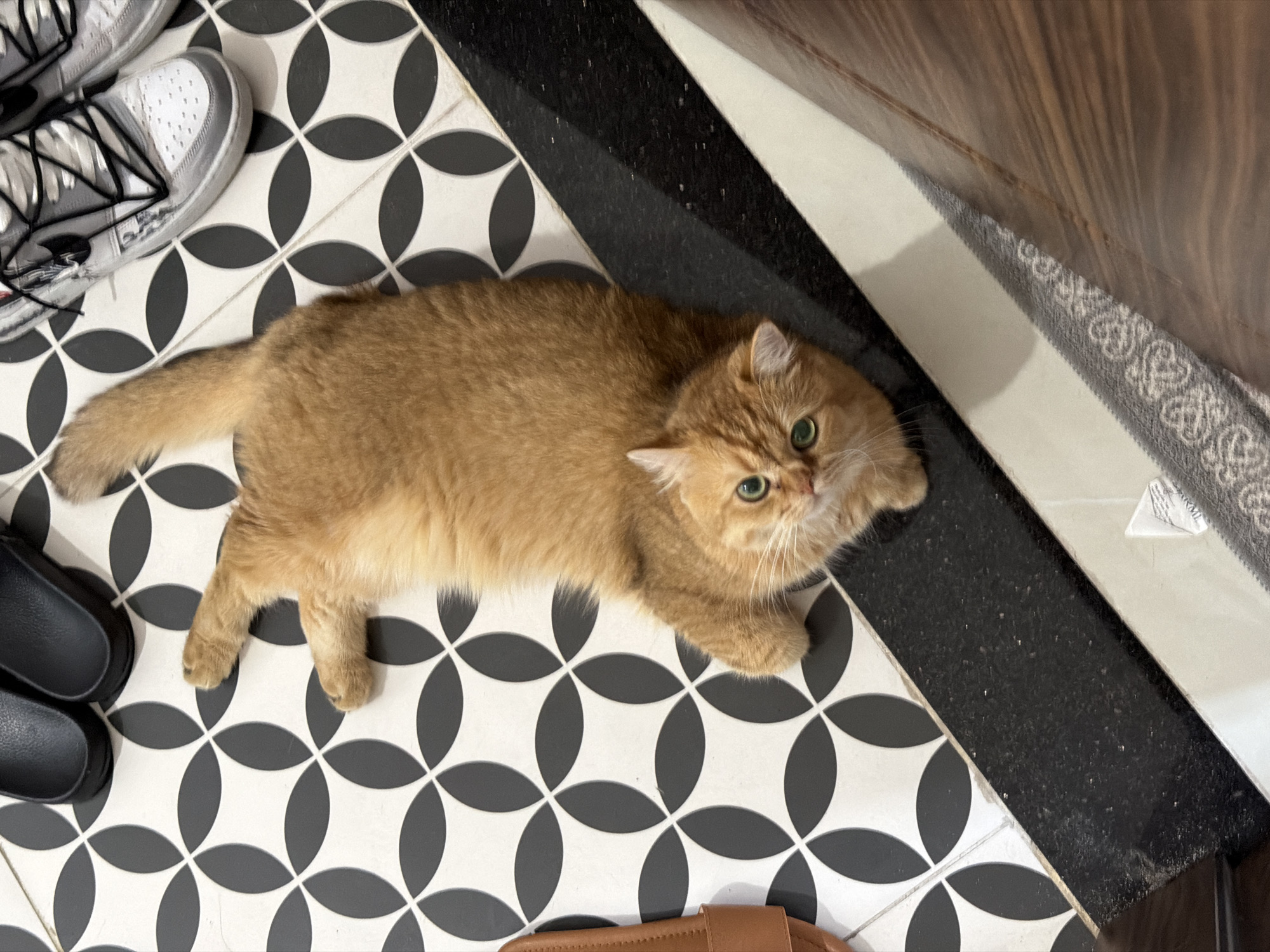 An orange cat is lying on a tiled floor with a black and white geometric pattern. The cat is looking up at the camera with bright green eyes. To the left of the cat is a brown sandal. To the top of the cat are black slides and a pair of white sneakers. The scene is indoors, possibly in a residential setting in Da Nang, Vietnam. The floor tiles have a repeating pattern of overlapping circles, with black circles on a white background. There is a black and white border along the edge of the tiled area. The lighting suggests natural light coming from above and to the right.