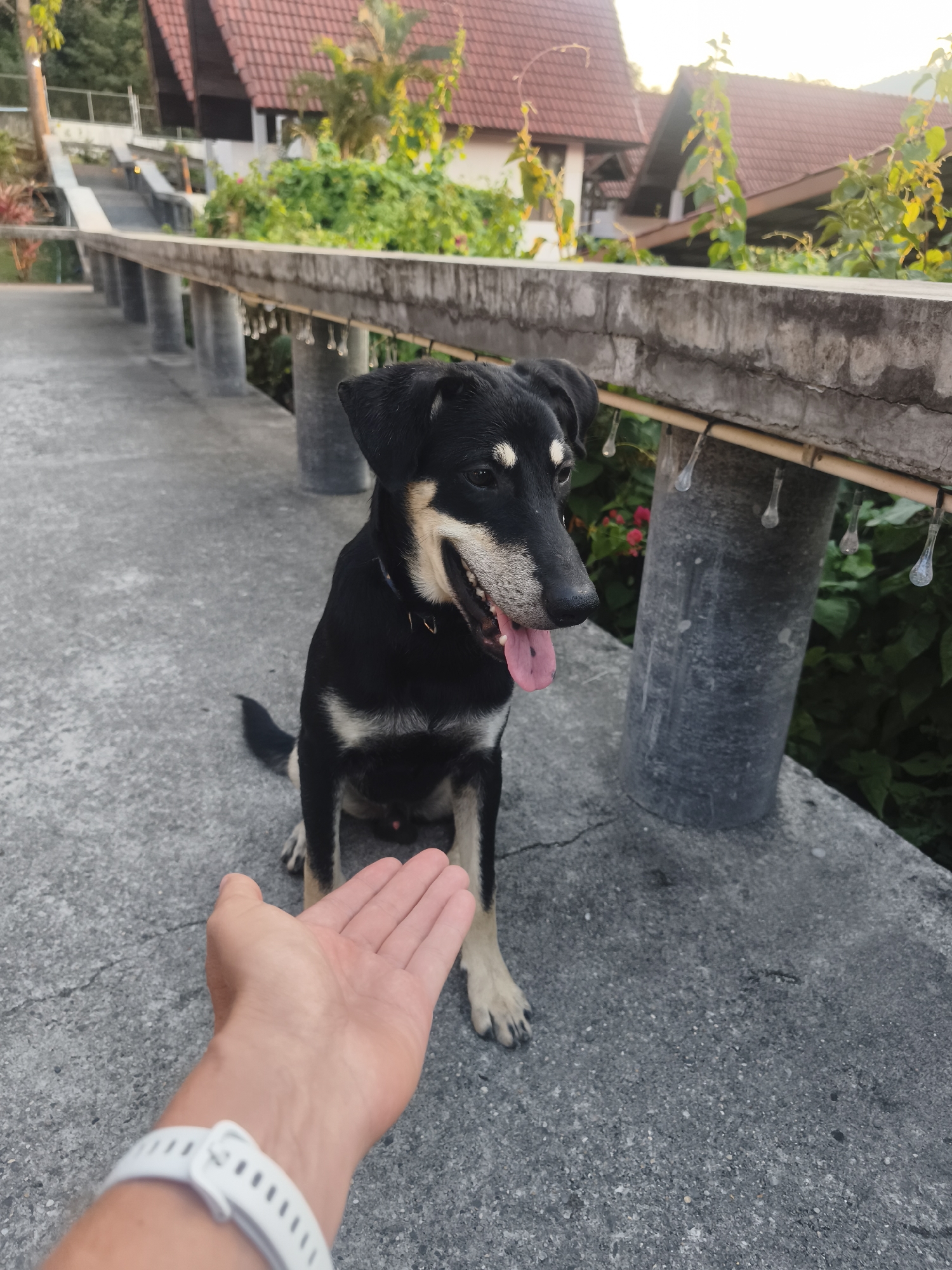 A medium-sized dog with black fur and tan markings sits on a concrete walkway in บ้านบางรักษ์, Thailand. The dog is panting and has its tongue sticking out. A person's left hand is outstretched towards the dog, palm up. The person is wearing a white watch. The concrete walkway has a low wall with cylindrical supports. Lush greenery and houses with red tile roofs are visible in the background.