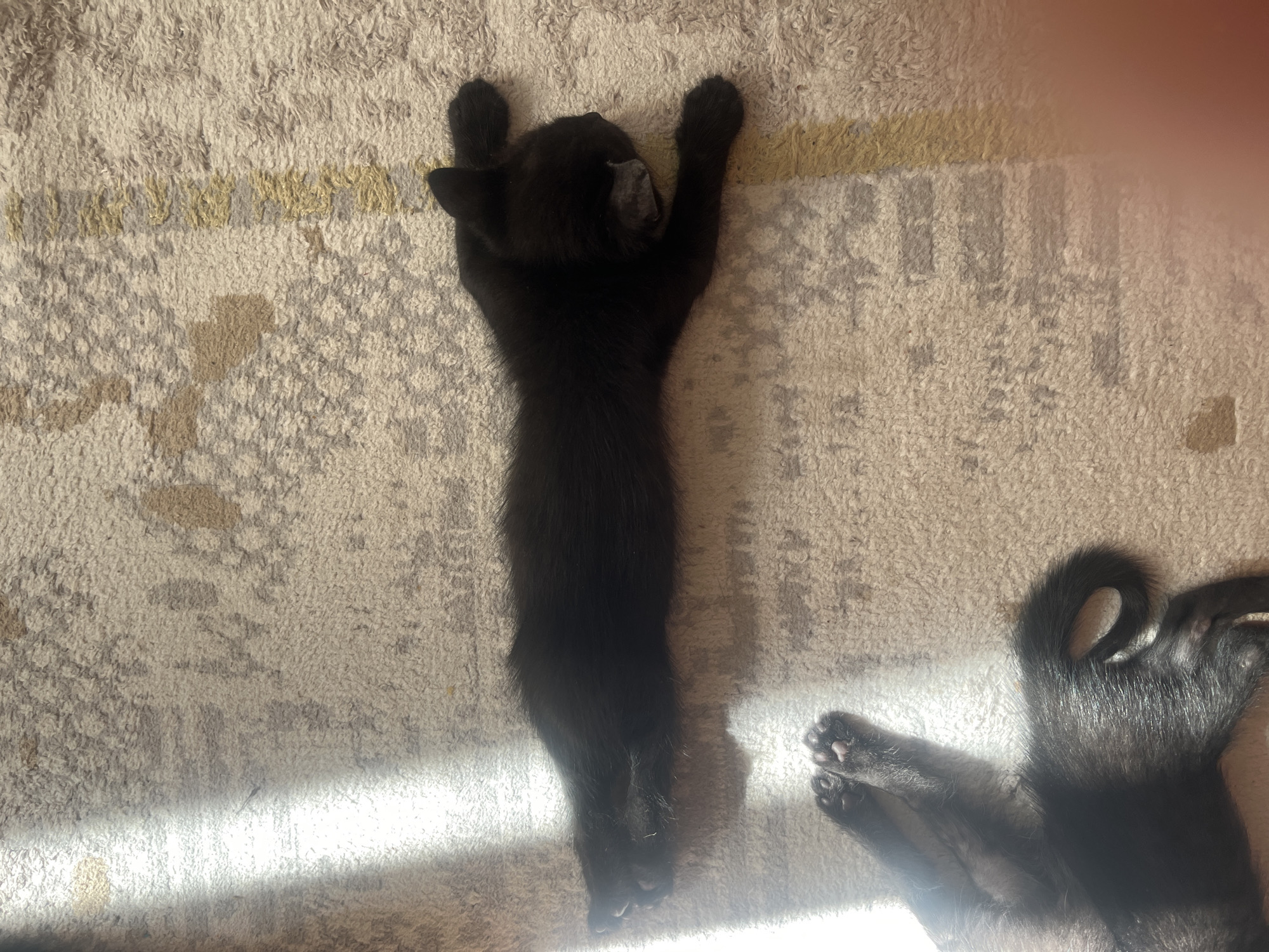 An overhead shot shows a black kitten sleeping on a light-colored carpet with a patterned design. The kitten is stretched out horizontally across the frame, with its head on the right and its paws extending to the left. Sunlight streams in from the left, casting a bright shadow on the carpet. The carpet has a textured, shaggy surface and features a repeating pattern of light brown and beige rectangular shapes, with a thin yellow stripe running vertically near the center of the frame. Another black kitten's paws are visible in the lower left corner of the image, suggesting it is also present in the scene, though mostly out of frame. The lighting is strong, creating distinct shadows and highlights on the carpet and the kitten's fur.