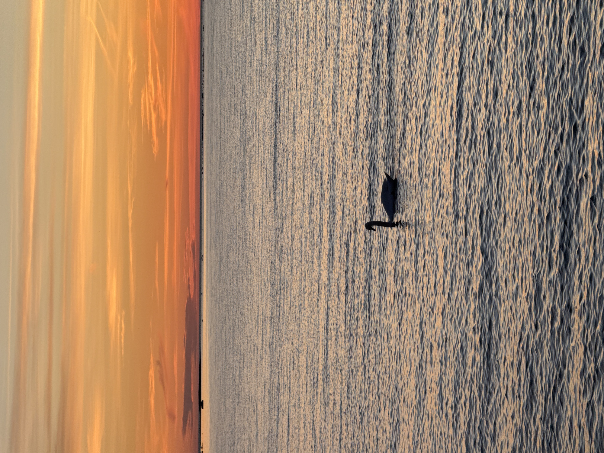 A solitary swan glides across the calm waters of the Baltic Sea near Tallinn, Estonia, during a vibrant sunset. The sky is ablaze with hues of orange and yellow, streaked with thin clouds, creating a warm glow that reflects on the gentle ripples of the water. The horizon line is marked by a dark, distant landmass dotted with what appear to be large stones or small islands. The swan, a dark silhouette against the shimmering water, is positioned in the lower half of the frame, its elegant neck curved. The overall scene evokes a sense of tranquility and natural beauty as day transitions into evening.